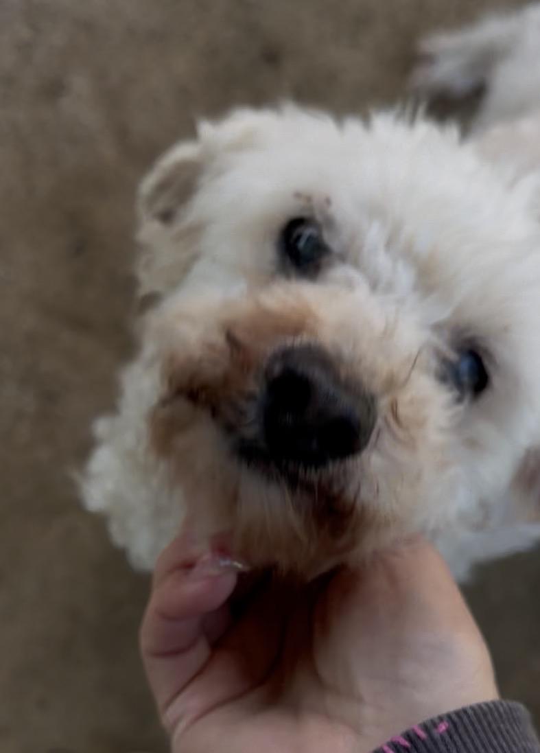 Ella (Princess Ella), ADOPTABLE, Senior Female Poodle.