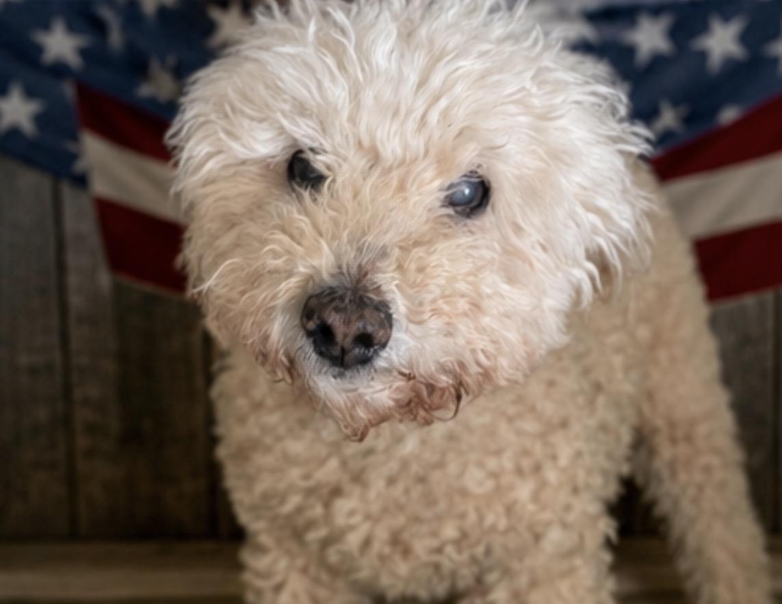 Ella (Princess Ella), ADOPTABLE, Senior Female Poodle.