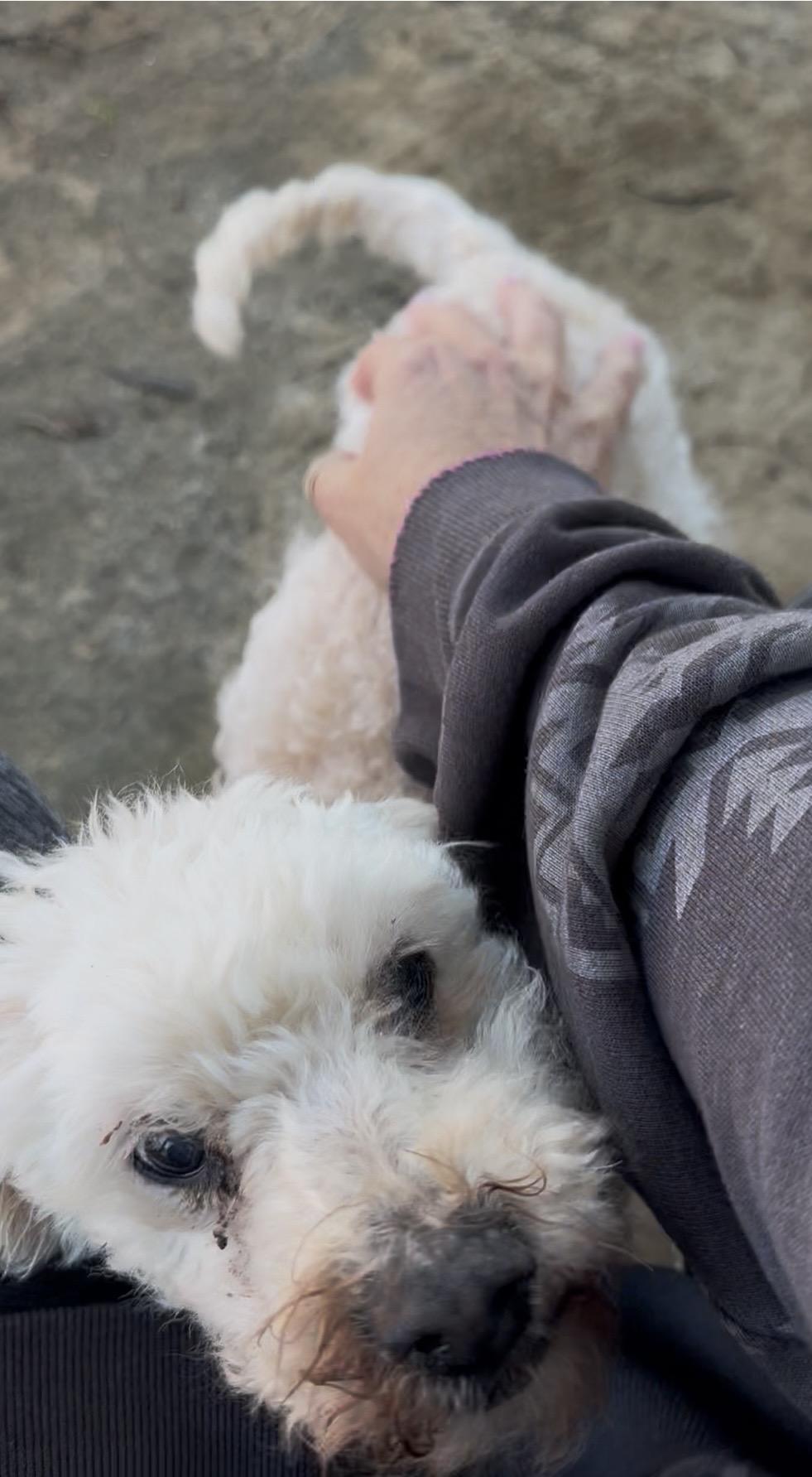 Enlarge Ella (Princess Ella), a ADOPTABLE mixed breed in Madera, CA image 2/3