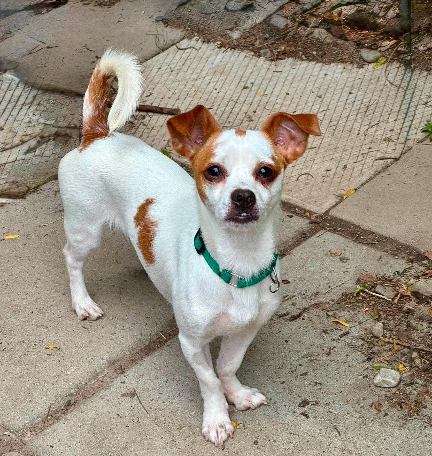 Cheese, Adoptable, Young Male Jack Russell Terrier & Chihuahua.