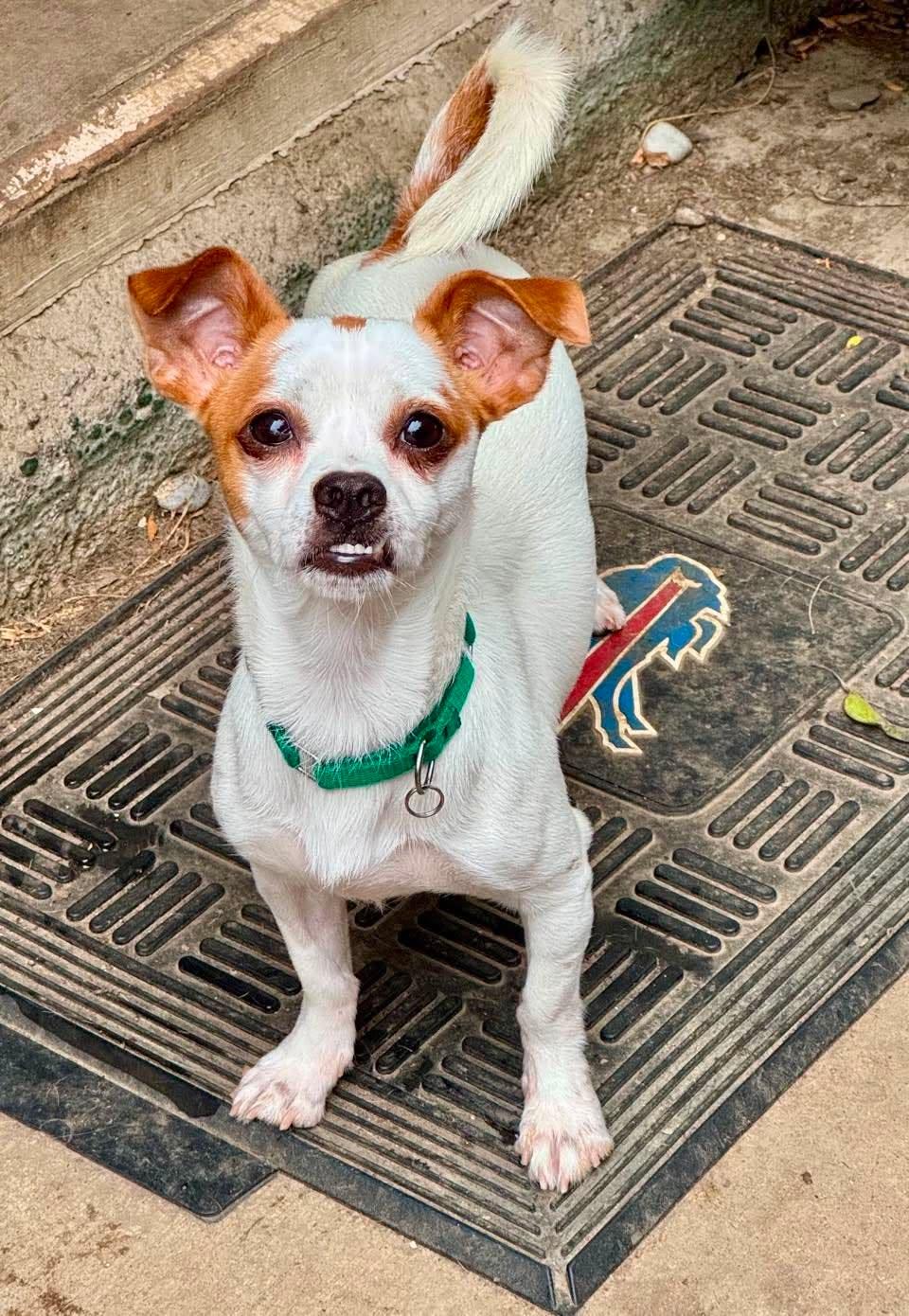 Enlarge Cheese, a Adoptable mixed breed in Buffalo, NY image 2/2