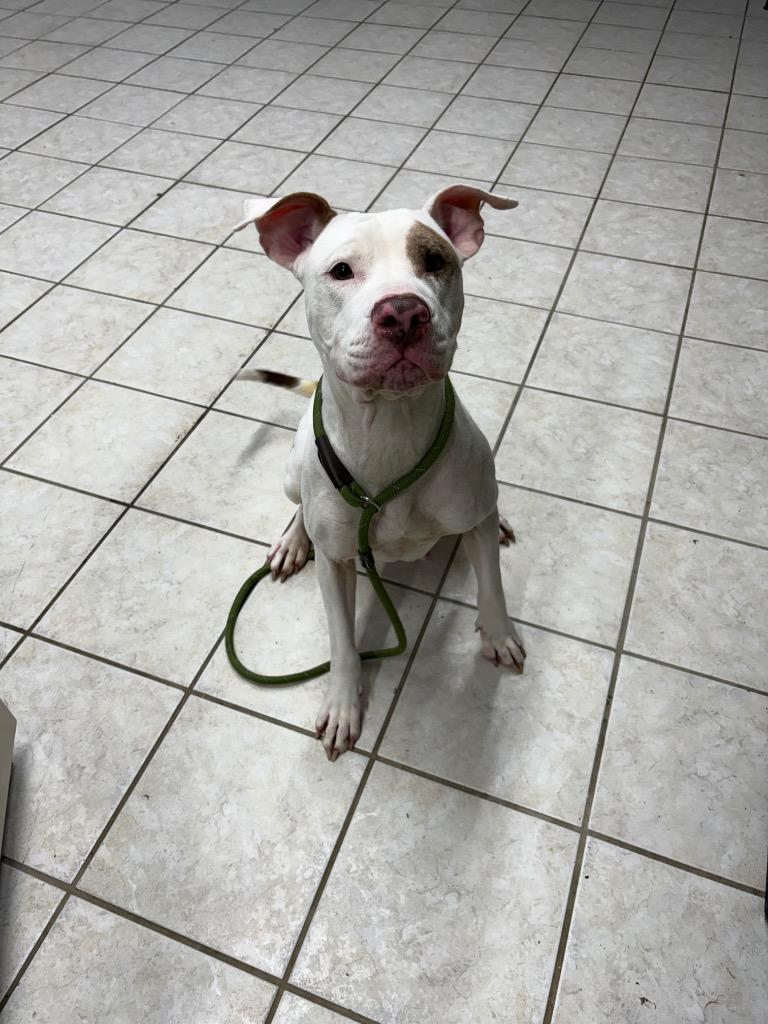 Jewelz, Adoptable, Adult Female Pit Bull Terrier.