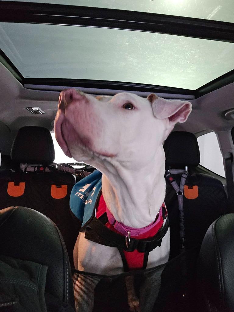 Jewelz, Adoptable, Adult Female Pit Bull Terrier.