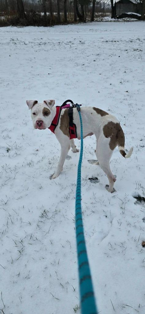 Enlarge Jewelz, a Adoptable mixed breed in Waverly, NY image 3/6