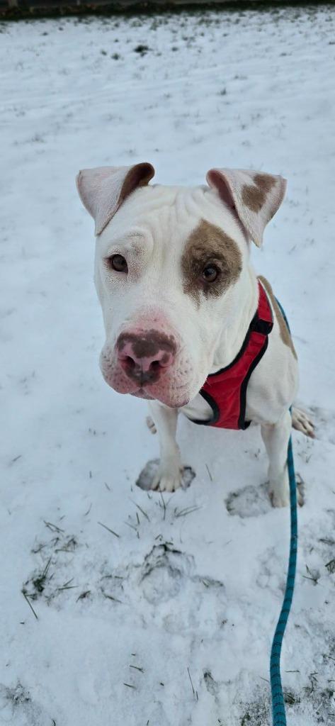 Enlarge Jewelz, a Adoptable mixed breed in Waverly, NY image 6/6