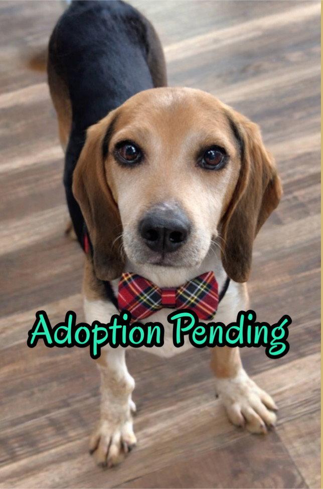 Harlan, Adopted, Adult Male Beagle.