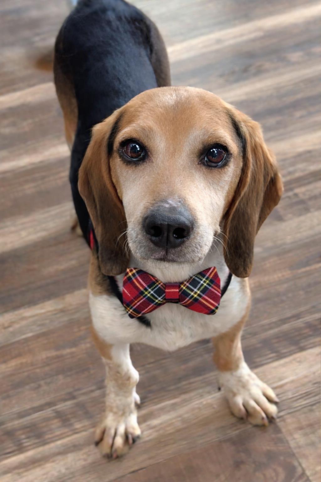 Enlarge Harlan, a Adopted Beagle in Dunnellon, FL image 2/3