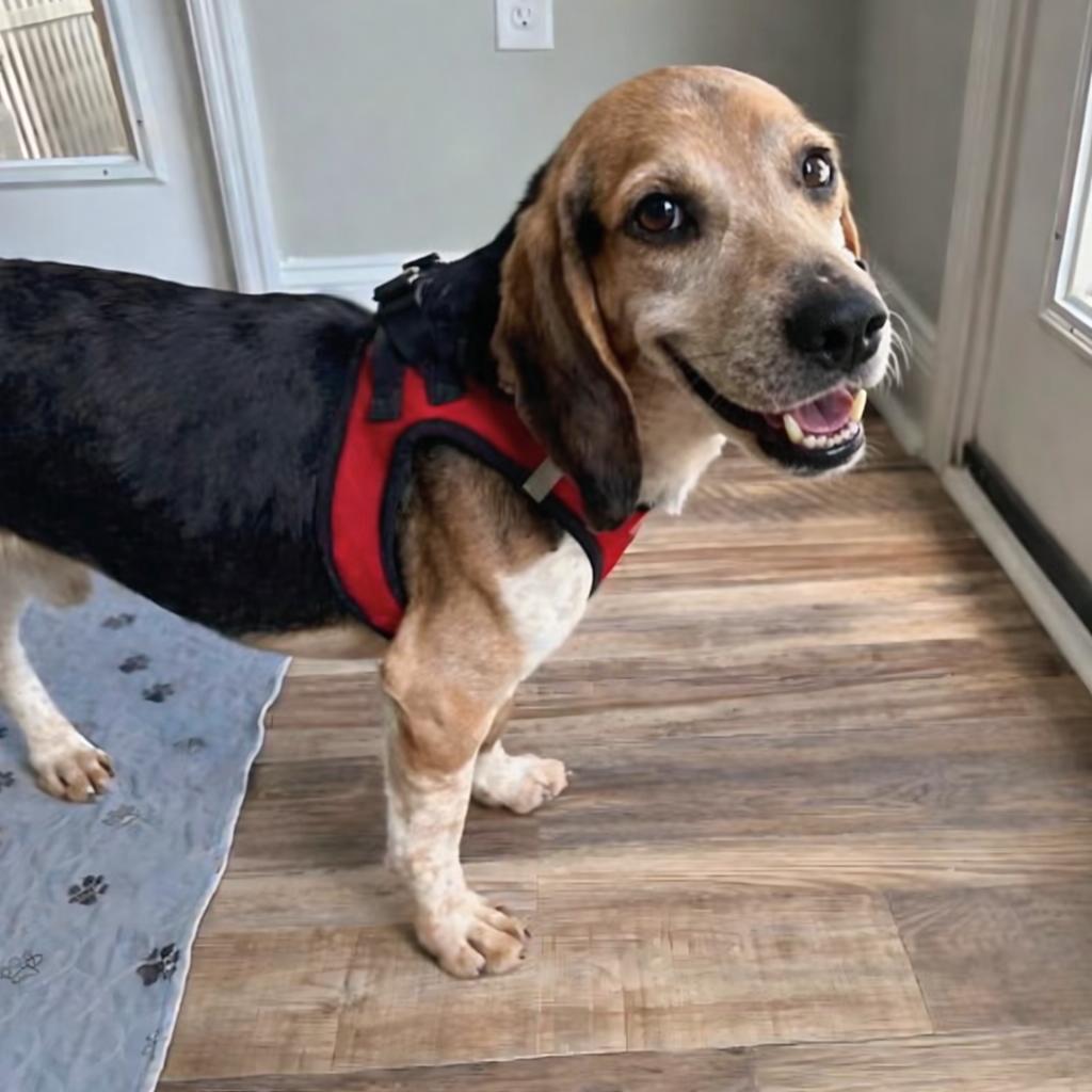 Enlarge Harlan, a Adopted Beagle in Dunnellon, FL image 3/3