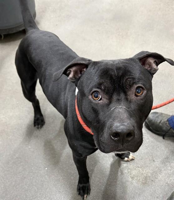 GREG, Adoptable, Adult Male Terrier.