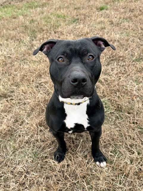 GREG, Adoptable, Adult Male Terrier.