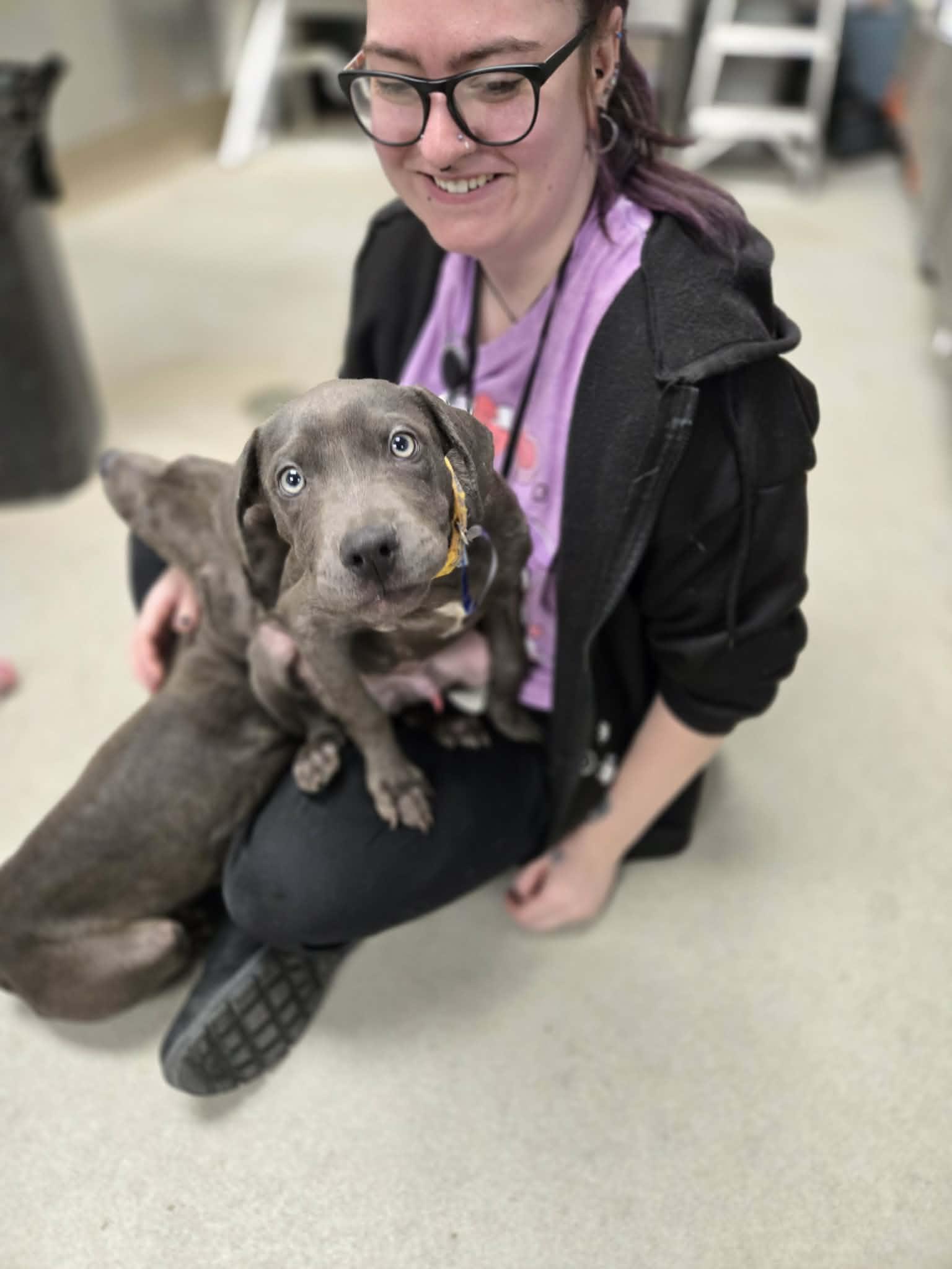 Chazz Michael Michaels, Adopted, Young Male Pit Bull Terrier.