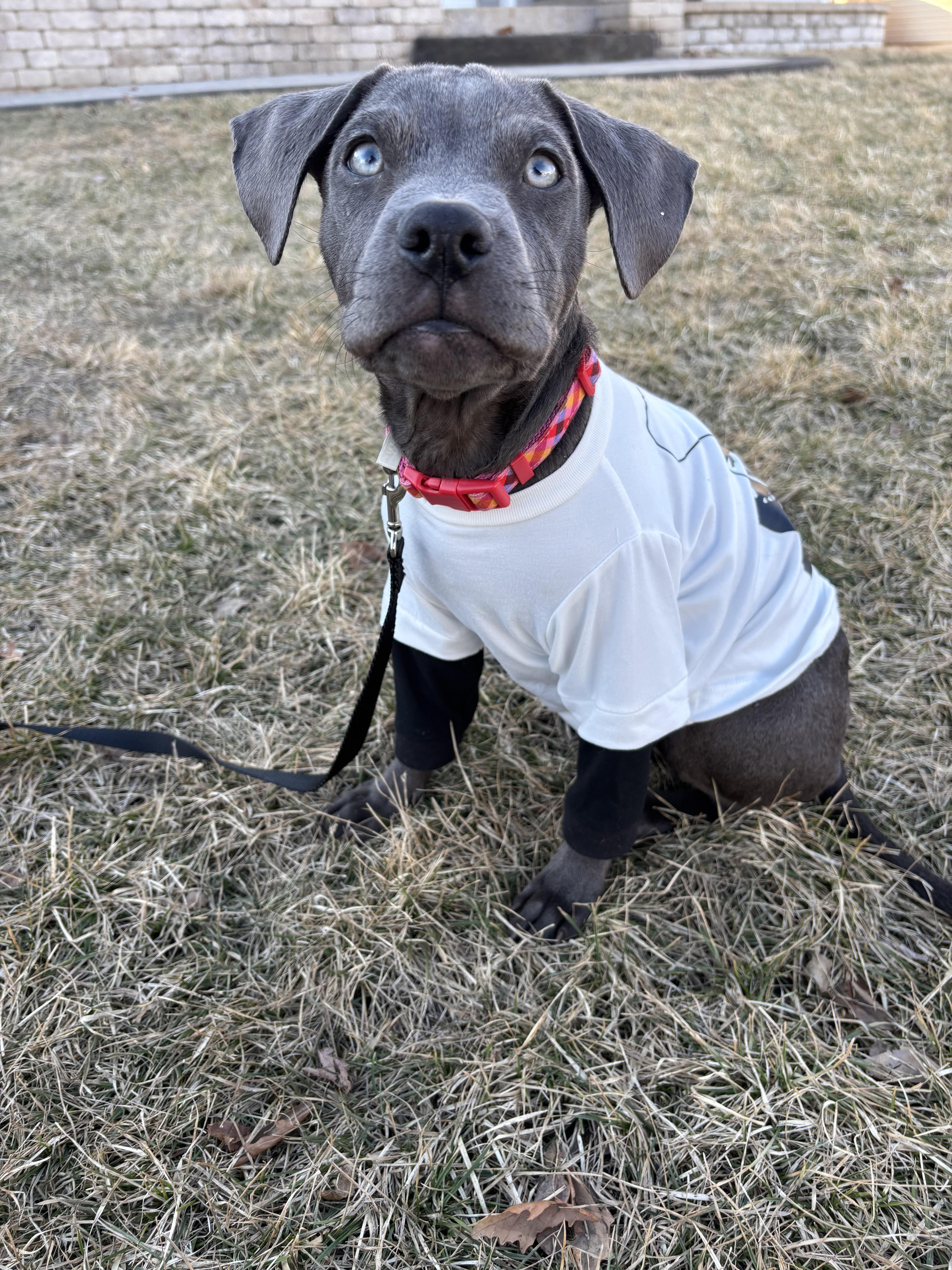 Enlarge Chazz Michael Michaels, a Adopted Pit Bull Terrier in Wheaton, IL image 3/6