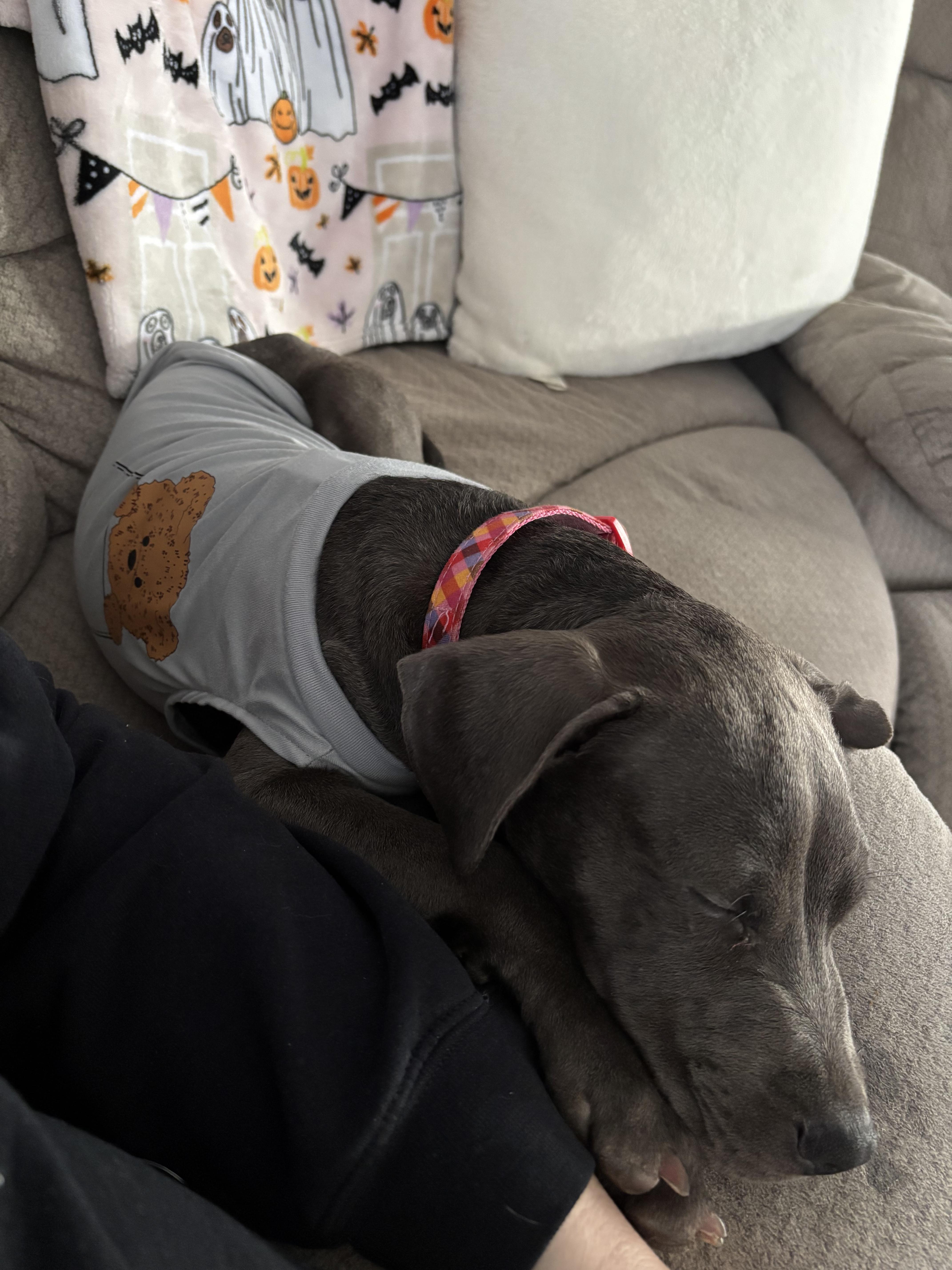 Enlarge Chazz Michael Michaels, a Adopted Pit Bull Terrier in Wheaton, IL image 4/6