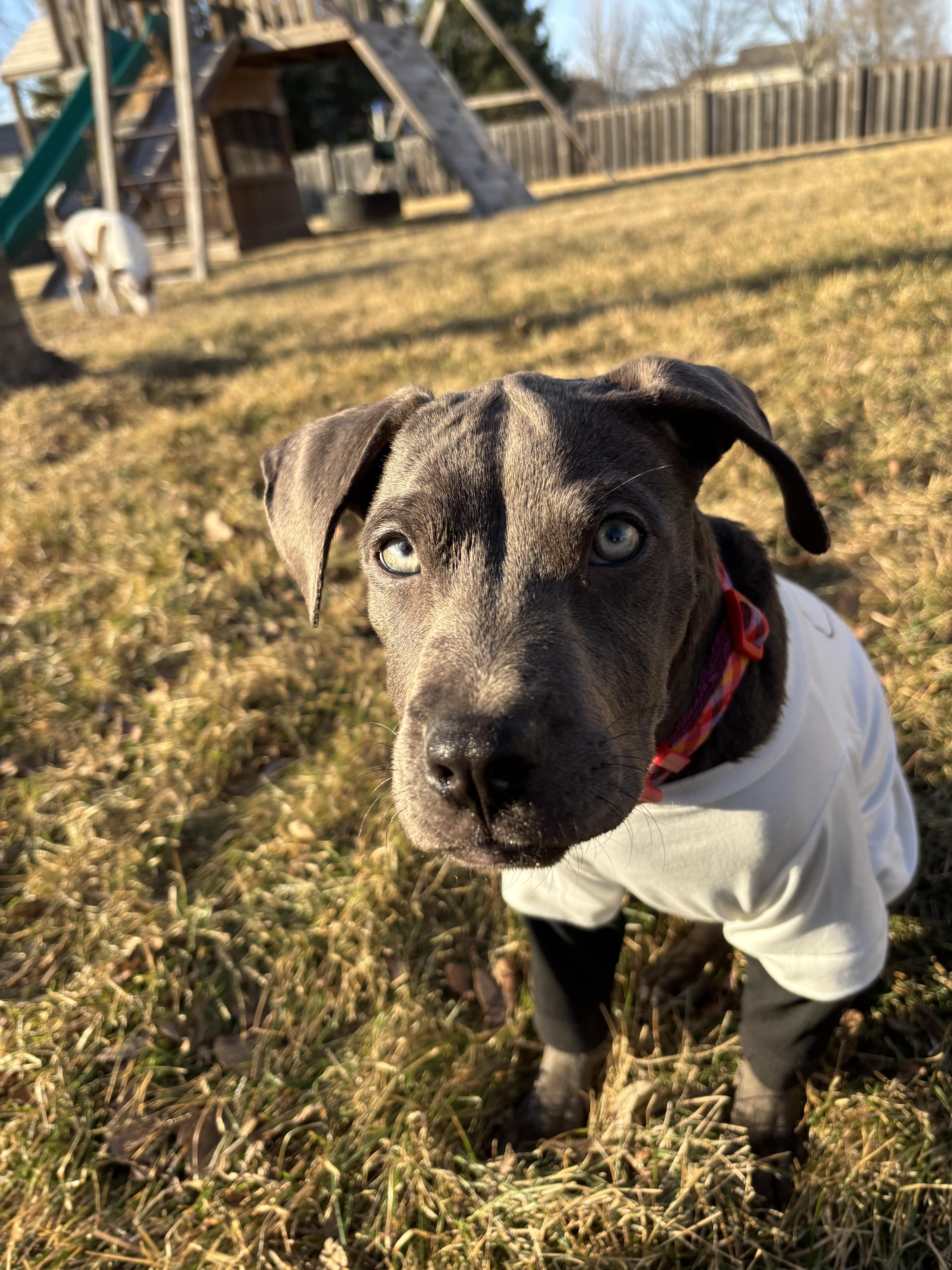Enlarge Chazz Michael Michaels, a Adopted Pit Bull Terrier in Wheaton, IL image 5/6