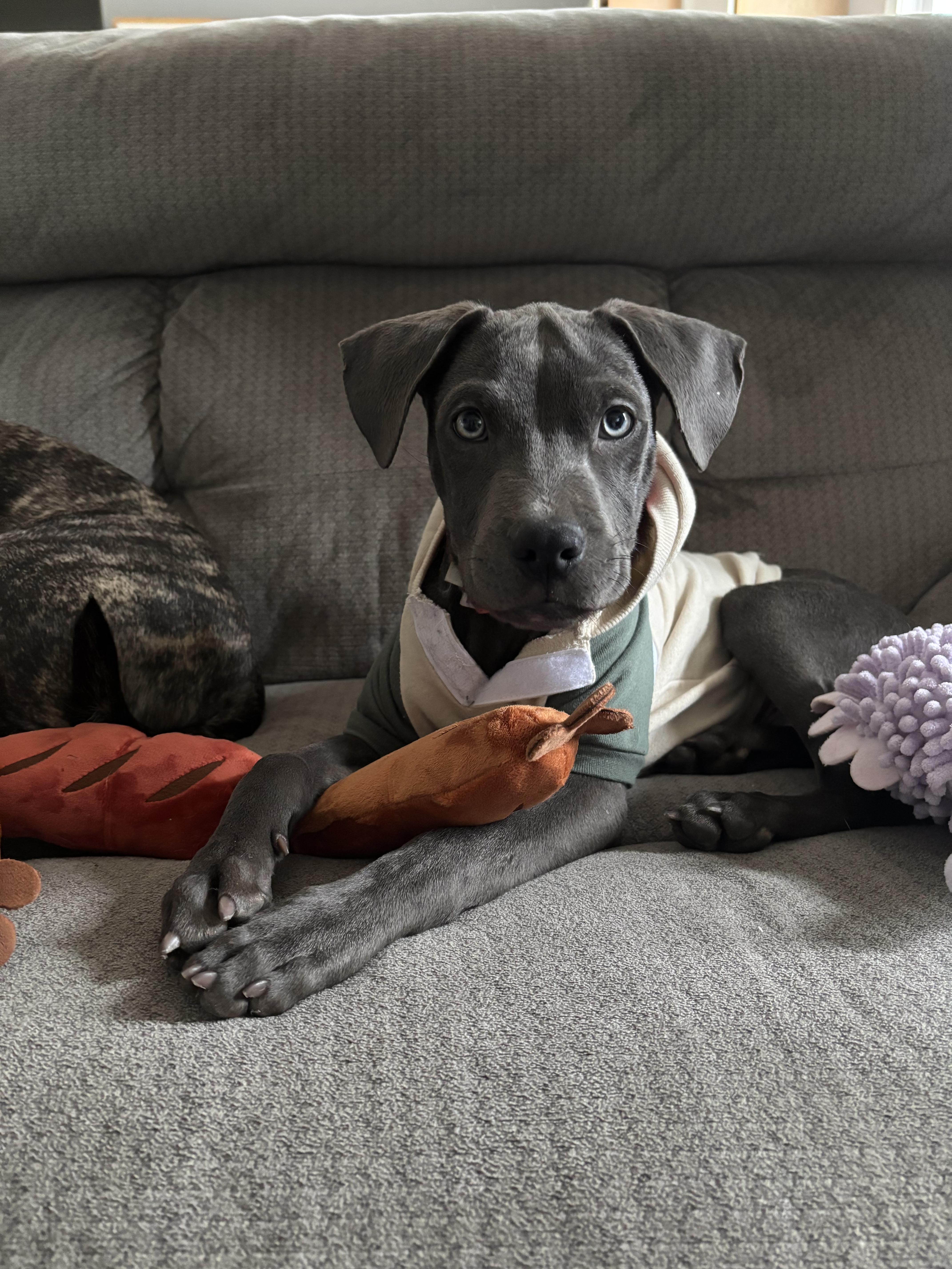 Enlarge Chazz Michael Michaels, a Adopted Pit Bull Terrier in Wheaton, IL image 6/6
