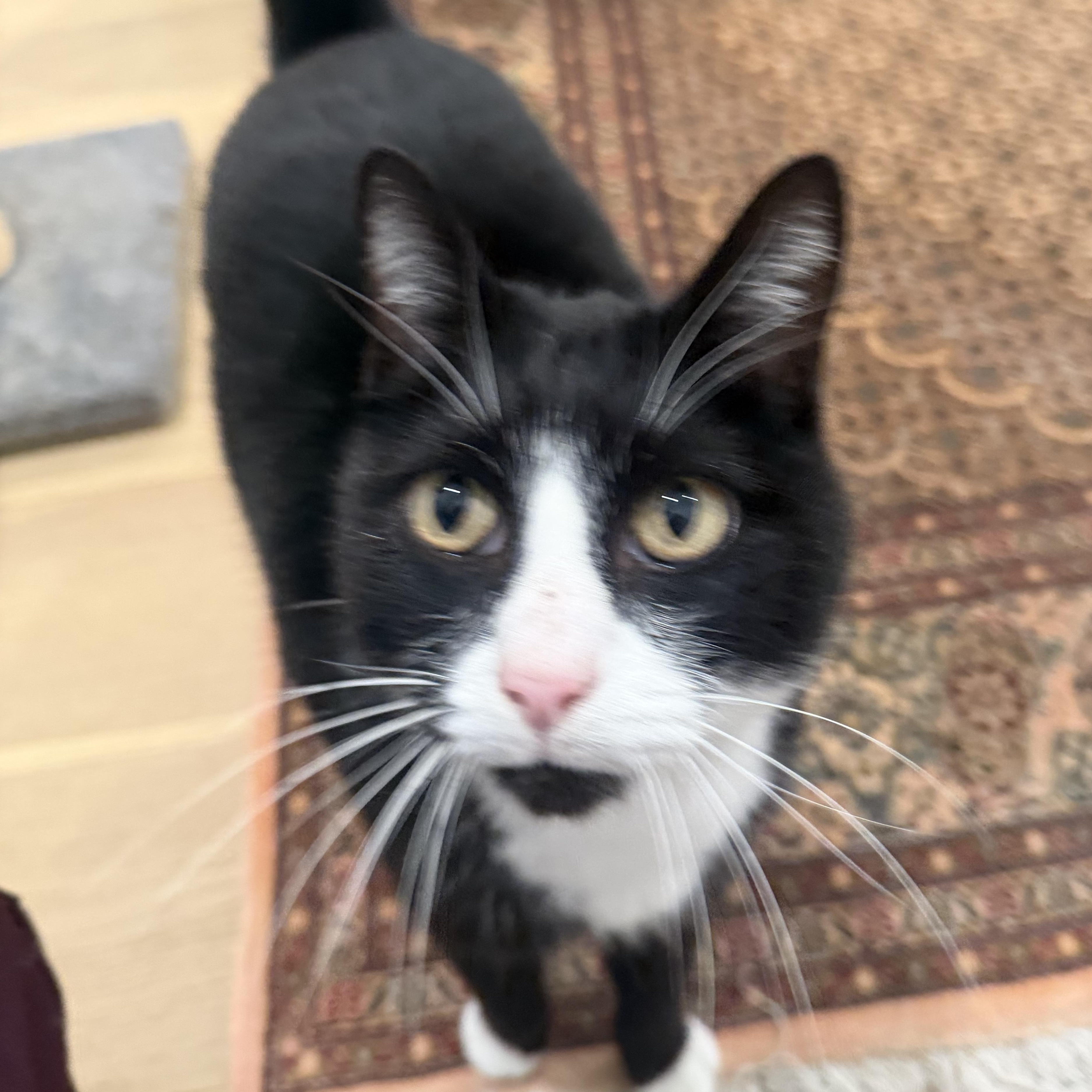 Mr. Handsome Theo, Adoptable, Adult Male Domestic Medium Hair.