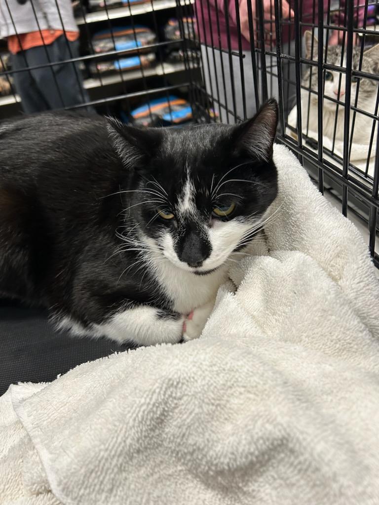 Ed & Ralph, Adoptable, Young Male Domestic Short Hair & Tuxedo.