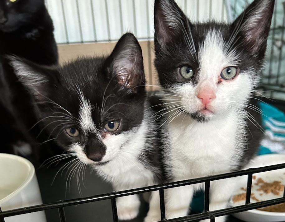 Ed & Ralph, a Adoptable mixed breed in Watchung, NJ image 4/4