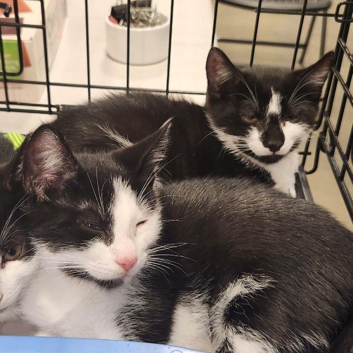 Ed & Ralph, a Adoptable mixed breed in Watchung, NJ image 3/4