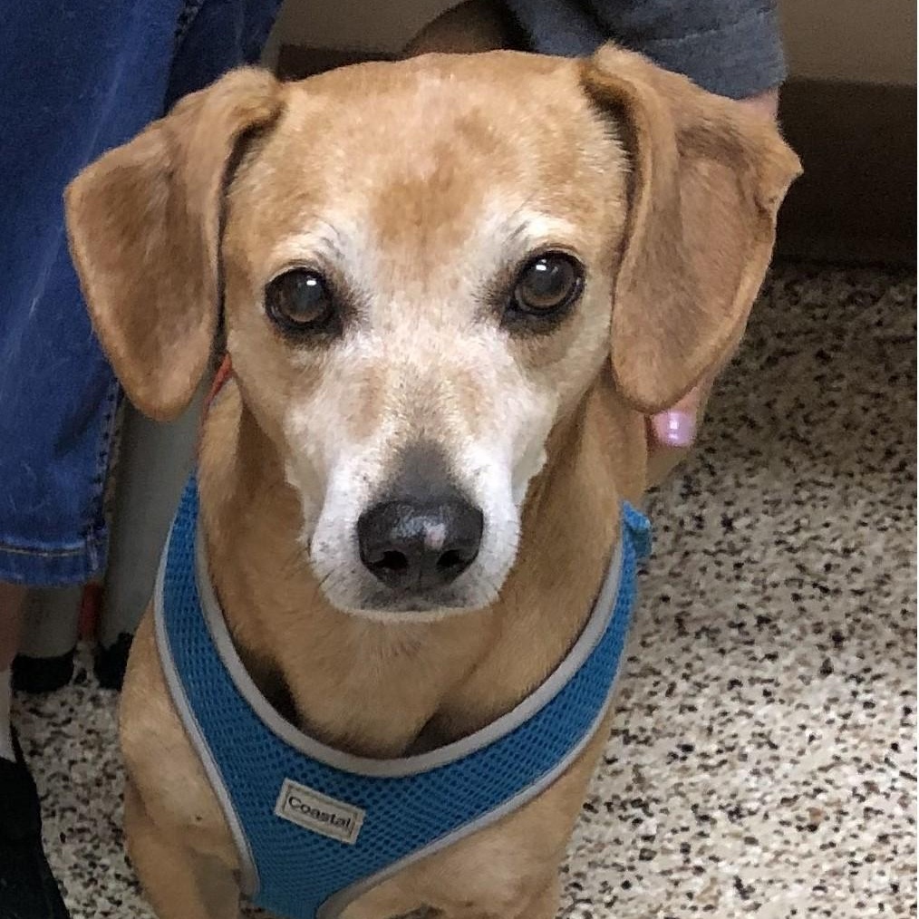 Enlarge Rebecca and Solomon, a Adoptable mixed breed in Magnolia Springs, AL image 5/6