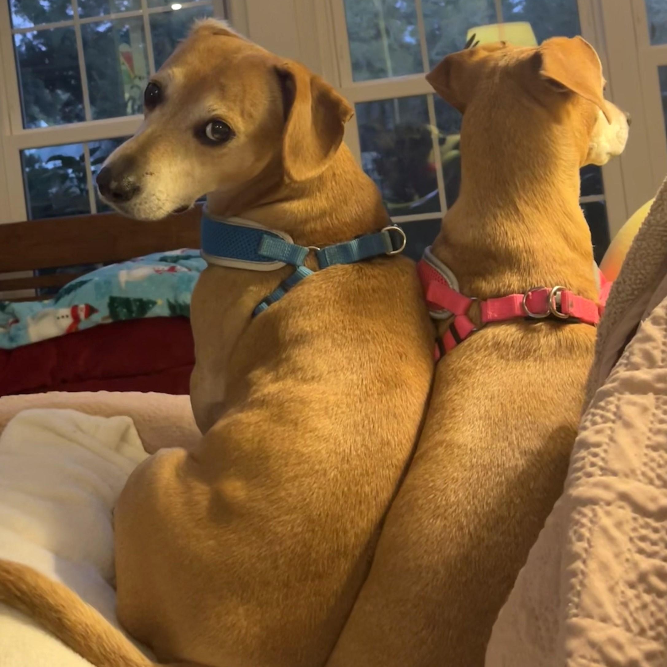 Enlarge Rebecca and Solomon, a Adoptable mixed breed in Magnolia Springs, AL image 2/6