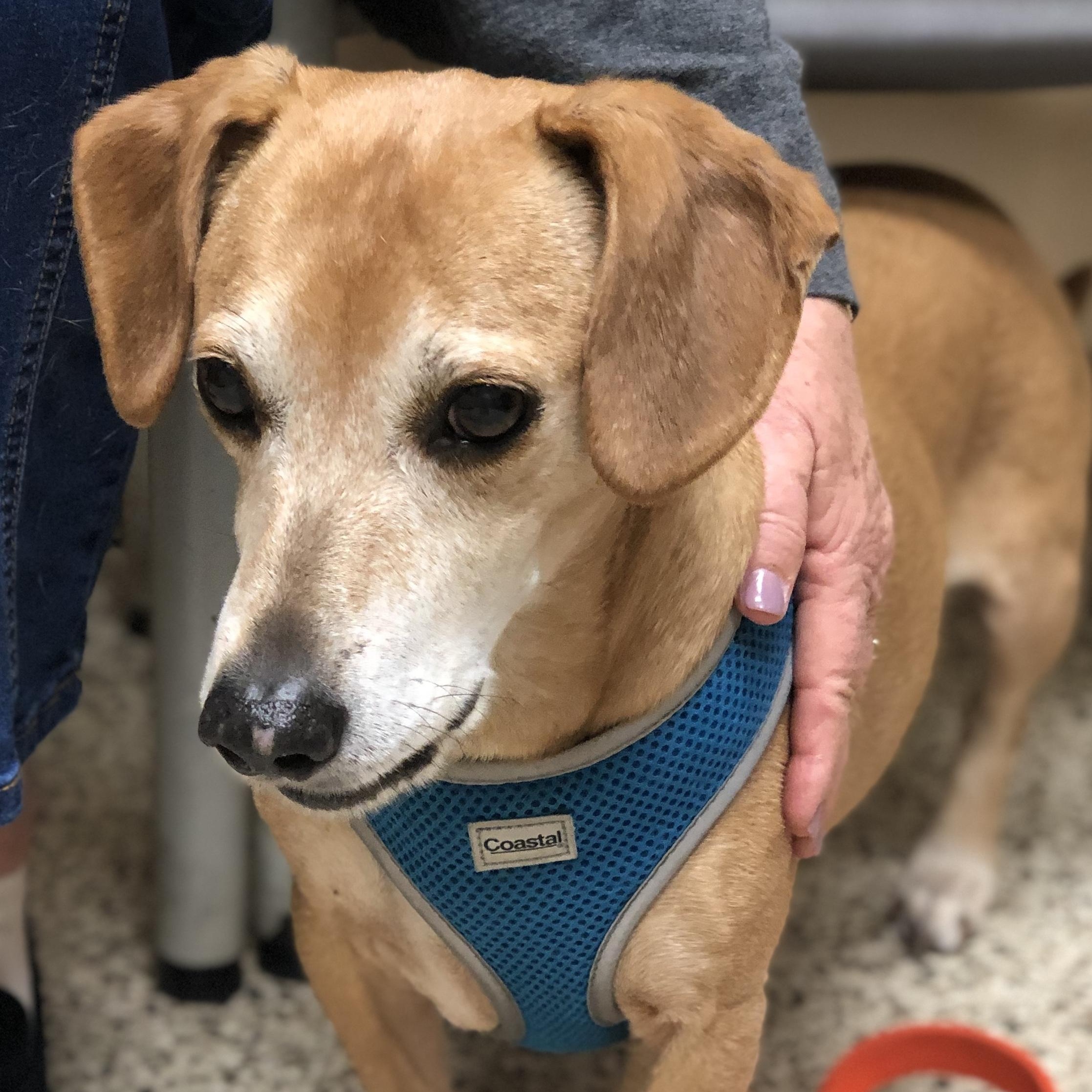 Enlarge Rebecca and Solomon, a Adoptable mixed breed in Magnolia Springs, AL image 4/6