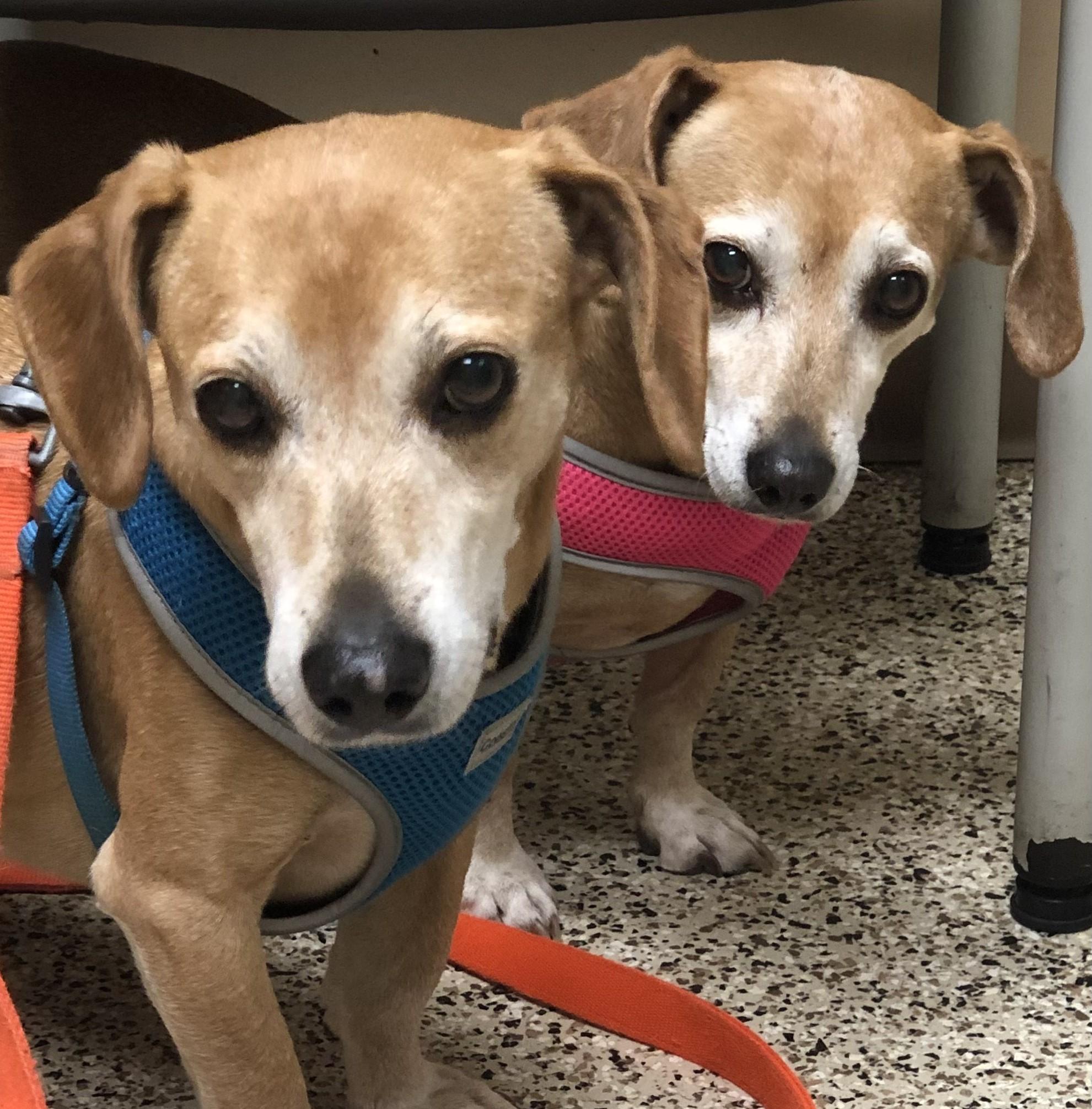 Enlarge Rebecca and Solomon, a Adoptable mixed breed in Magnolia Springs, AL image 1/6