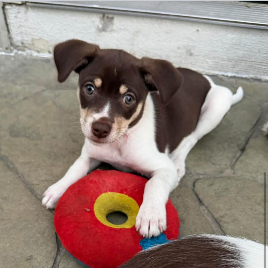 Rose, Adoptable, Puppy Female Terrier & Mixed Breed.