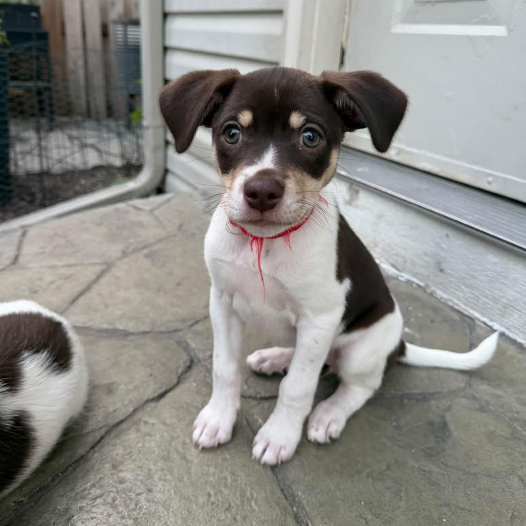 Enlarge Rose, a Adoptable mixed breed in Joliet, IL image 2/4