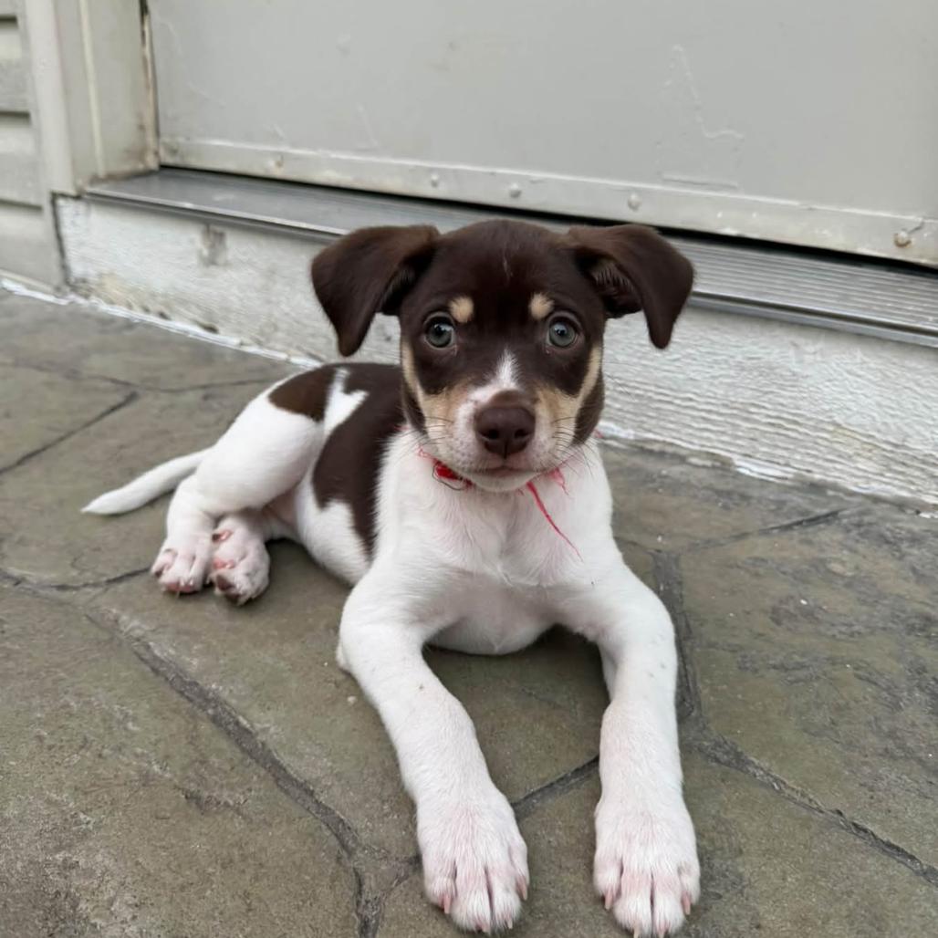 Enlarge Rose, a Adoptable mixed breed in Joliet, IL image 3/4