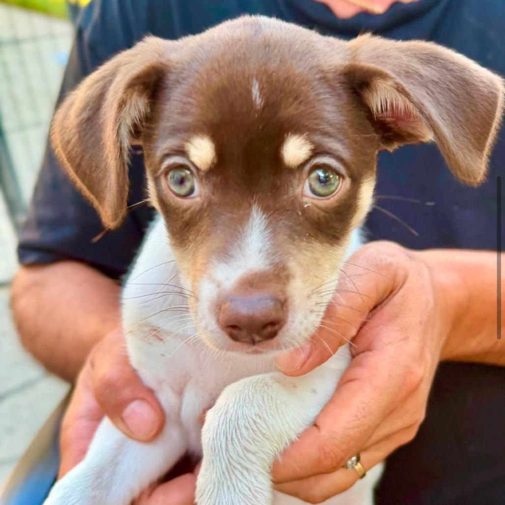 Enlarge Rose, a Adoptable mixed breed in Joliet, IL image 4/4