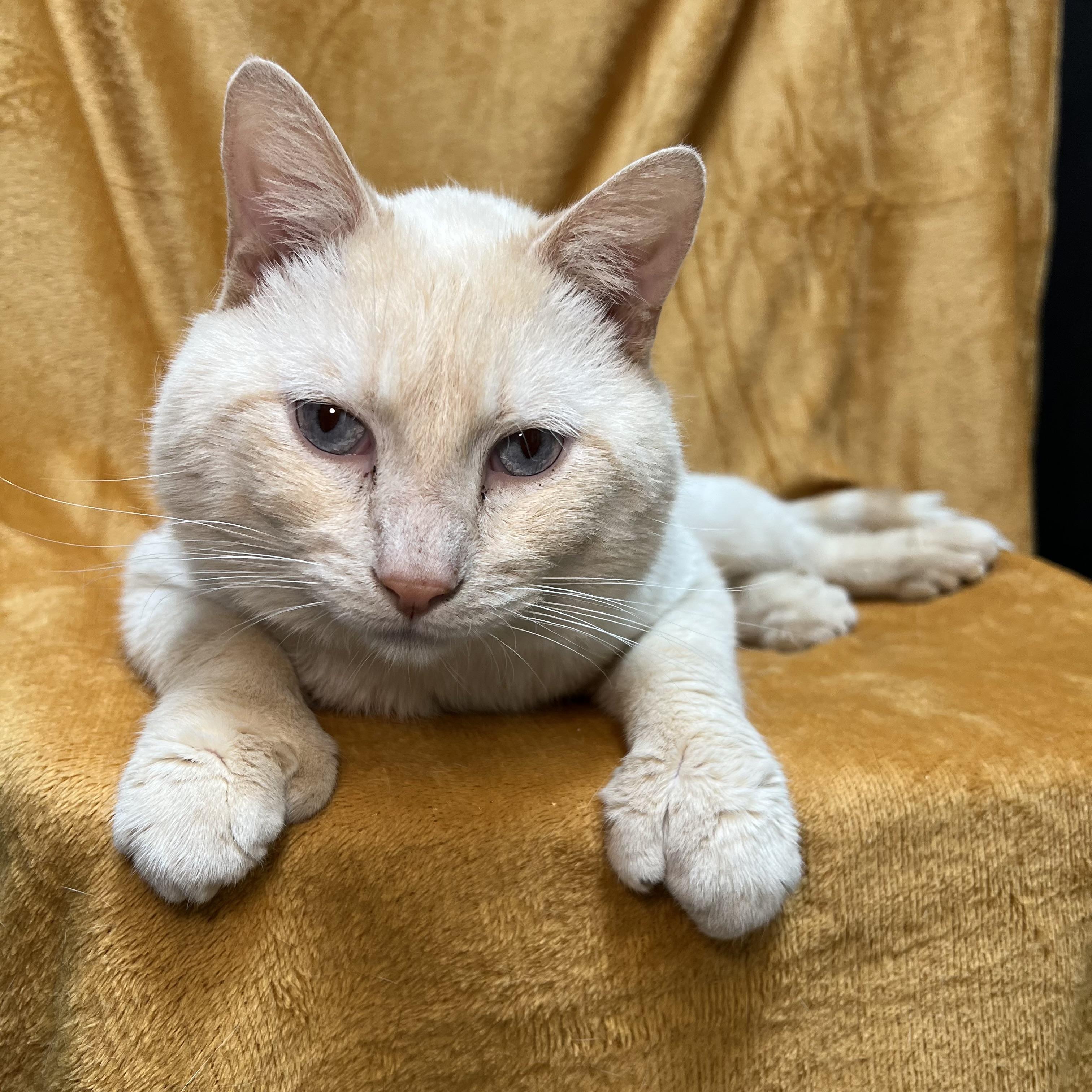Tucker, a ADOPTABLE mixed breed in Fairmont, MN image 4/6