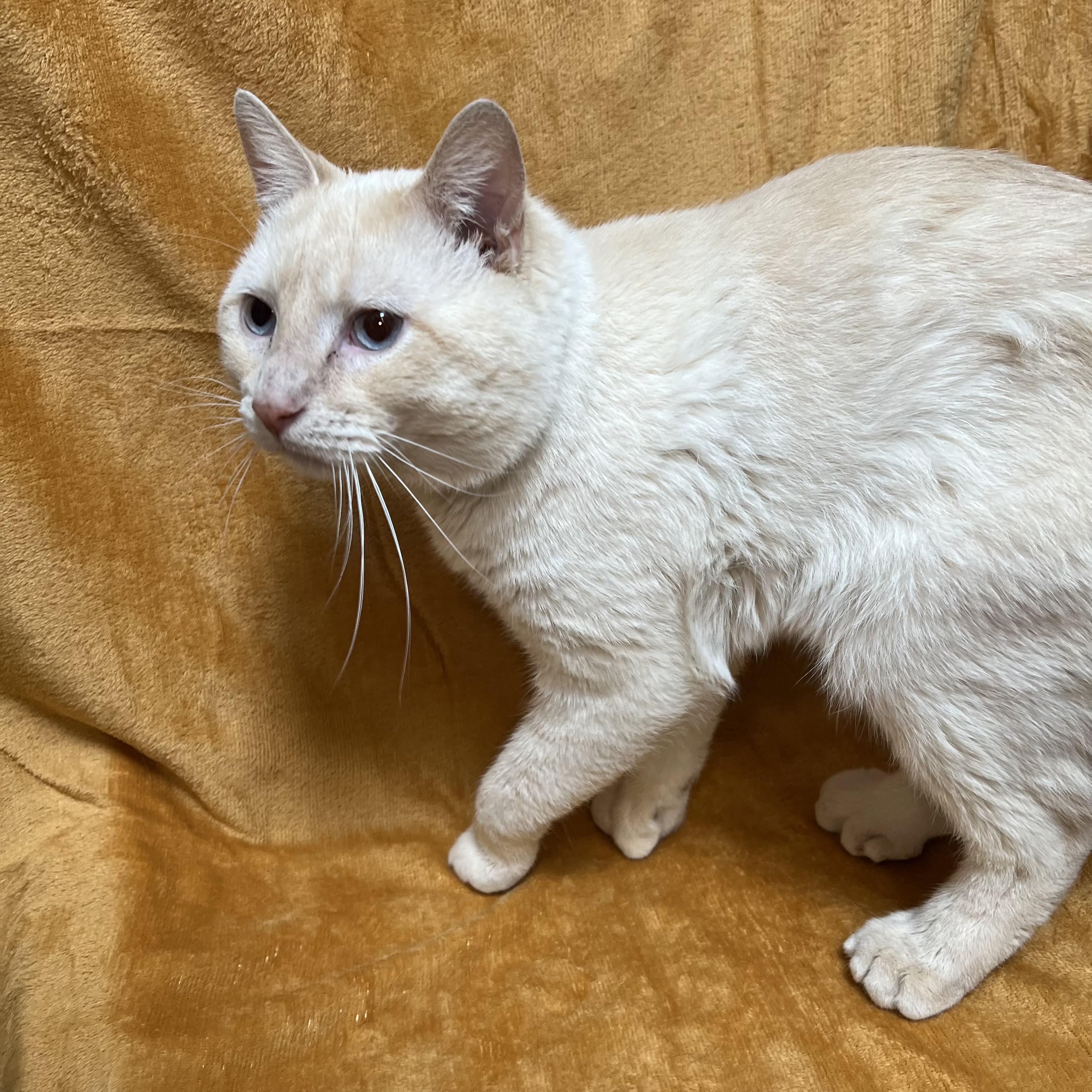 Tucker, a ADOPTABLE mixed breed in Fairmont, MN image 3/6