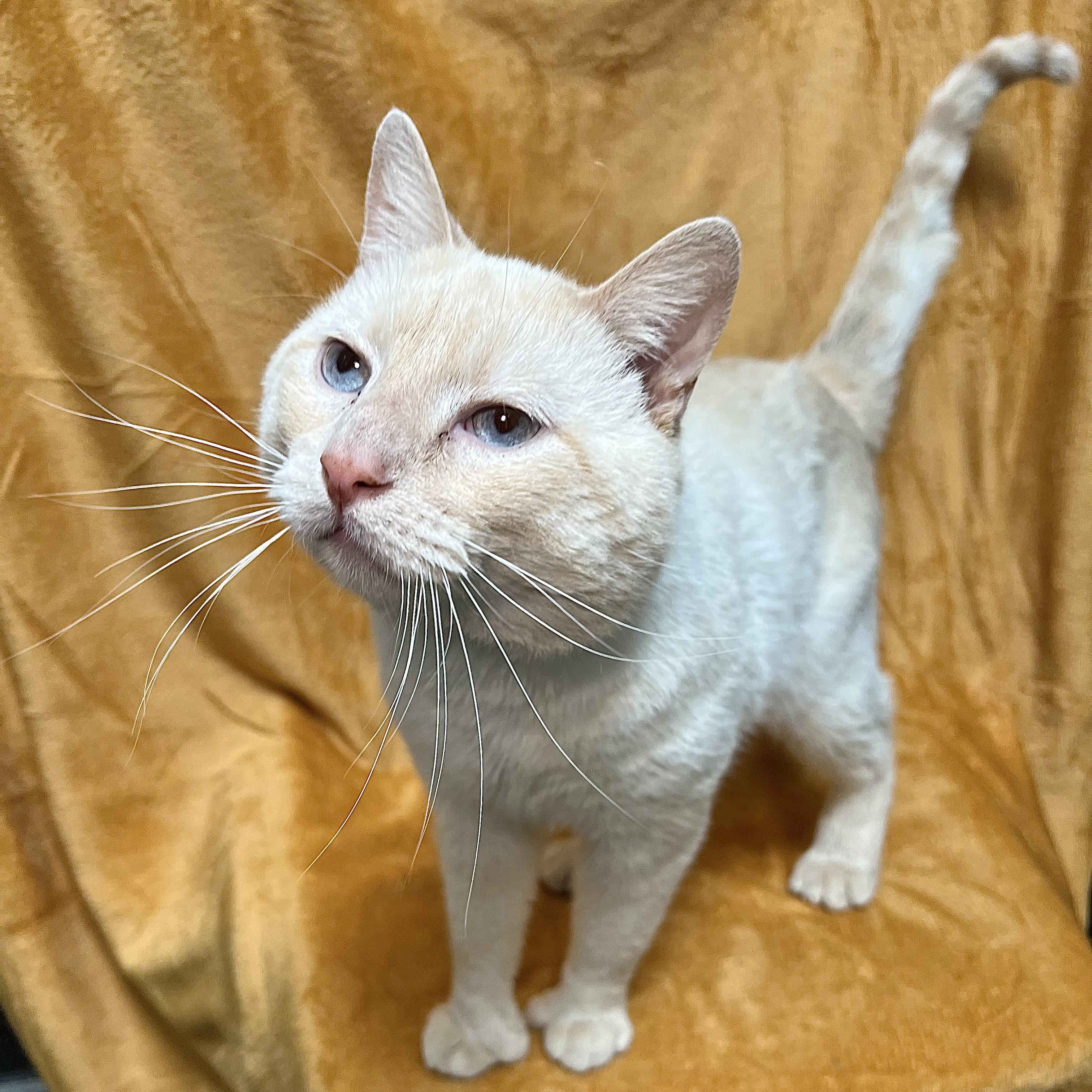 Tucker, a ADOPTABLE mixed breed in Fairmont, MN image 5/6