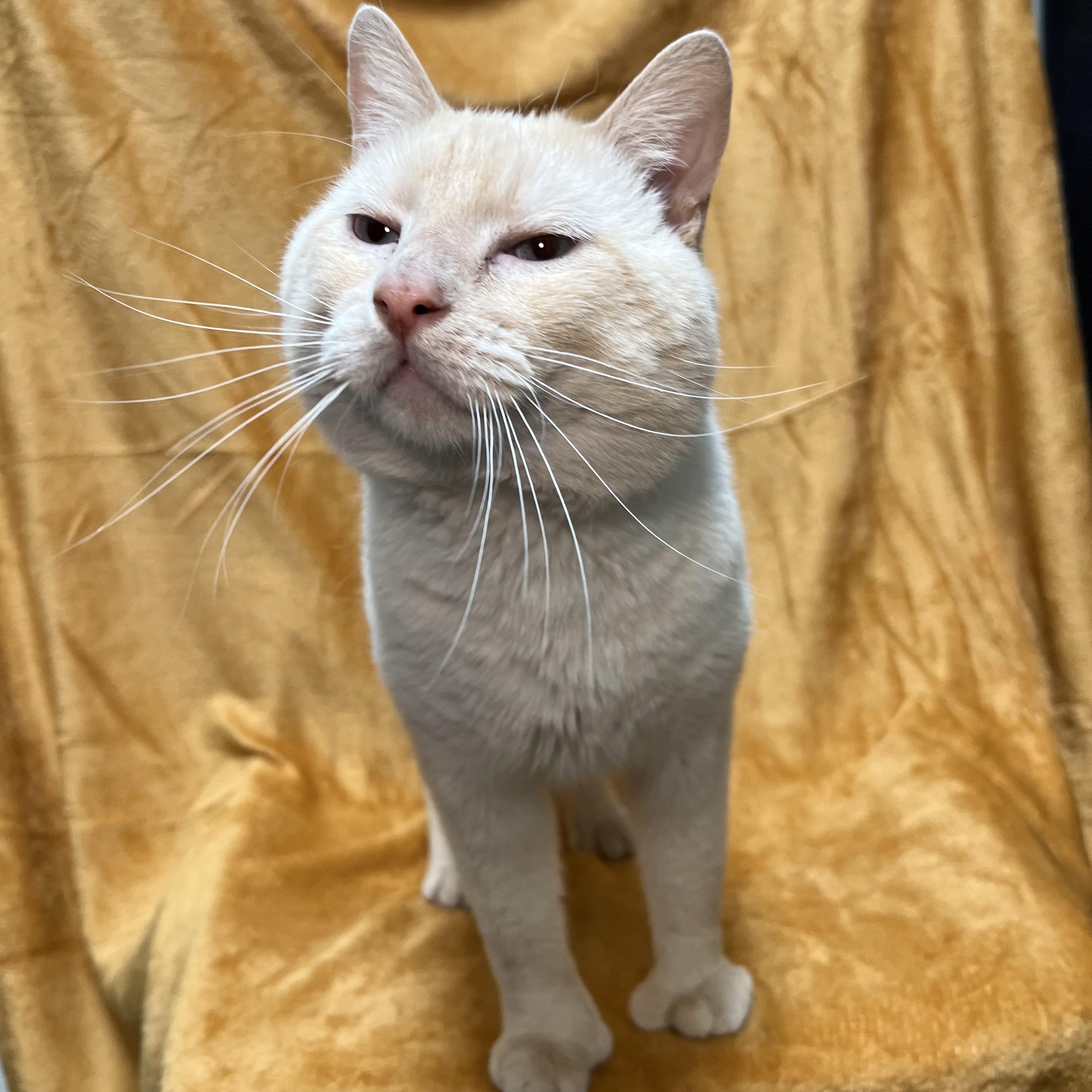 Tucker, a ADOPTABLE mixed breed in Fairmont, MN image 6/6