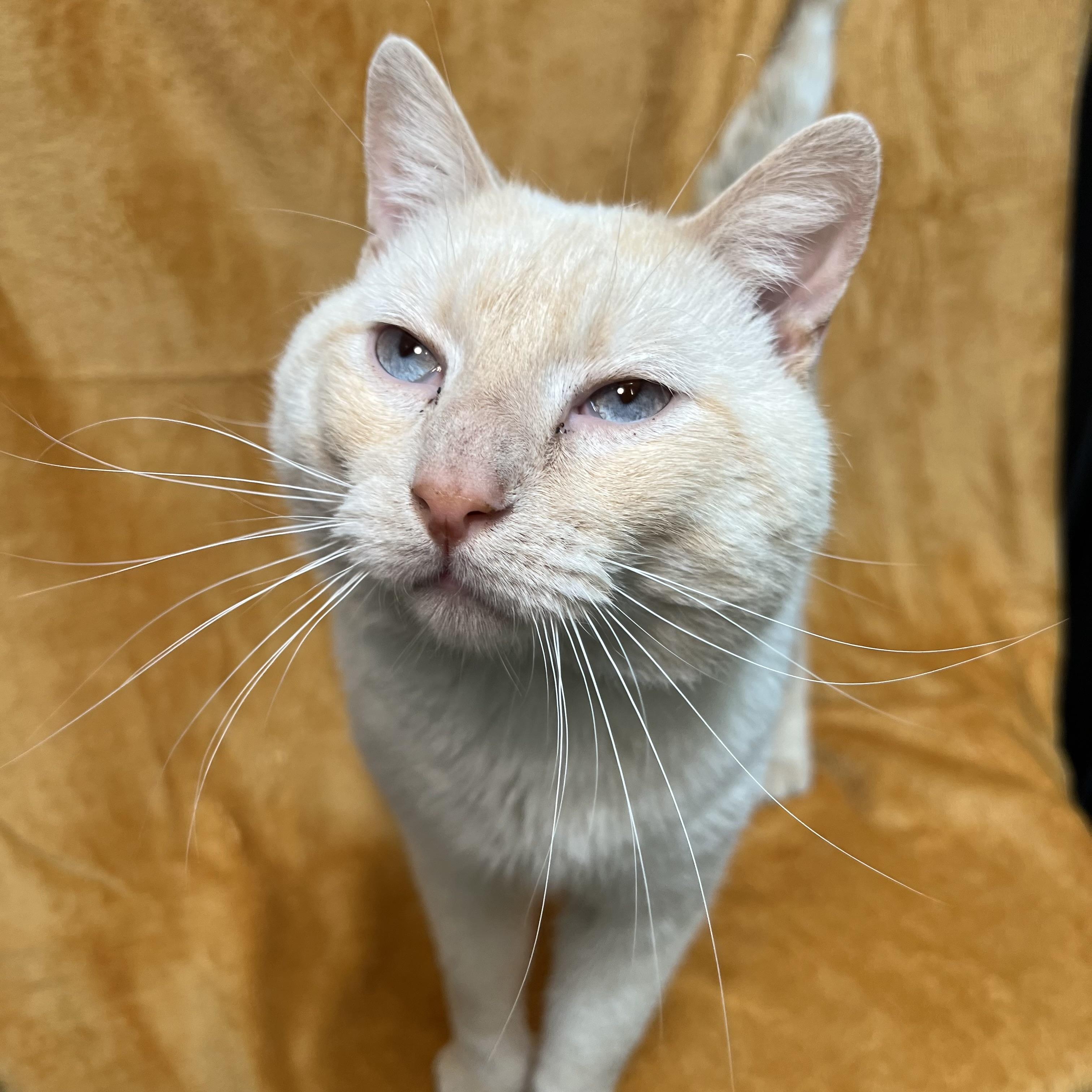 Tucker, a ADOPTABLE mixed breed in Fairmont, MN image 2/6