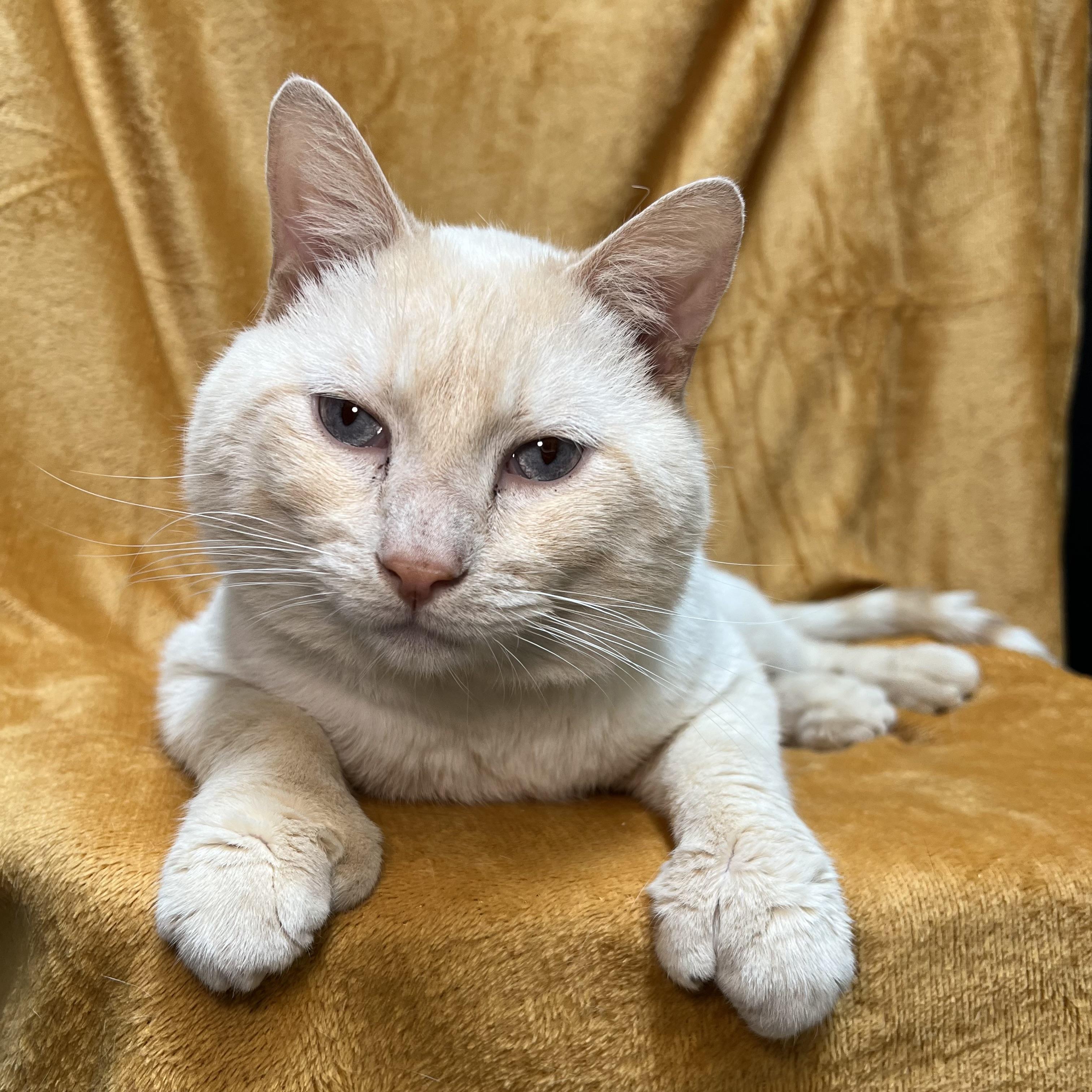Tucker, a ADOPTABLE mixed breed in Fairmont, MN image 1/6