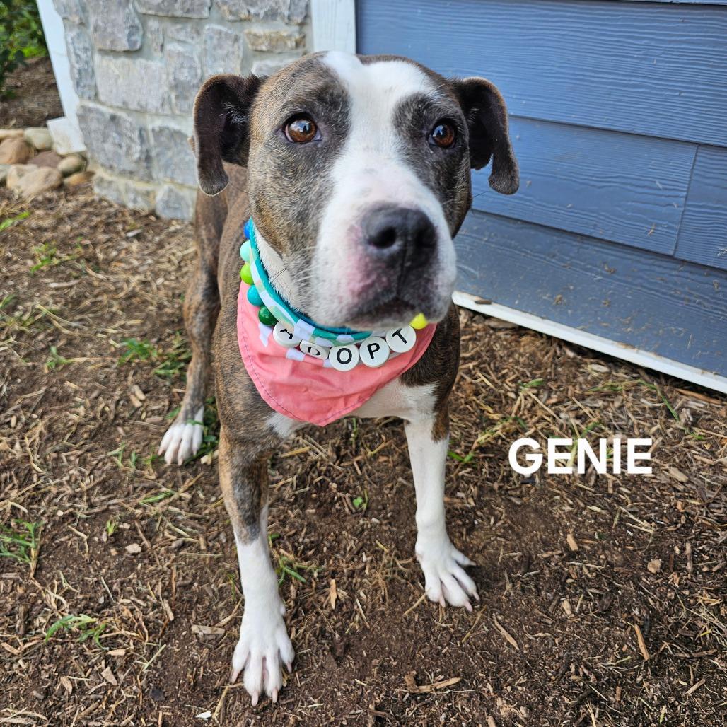 Genie, Adoptable, Adult Female Pit Bull Terrier & Mixed Breed.