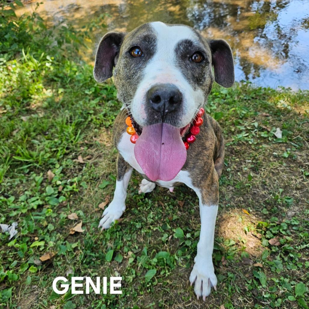 Enlarge Genie, a Adoptable mixed breed in Madisonville, TN image 2/6