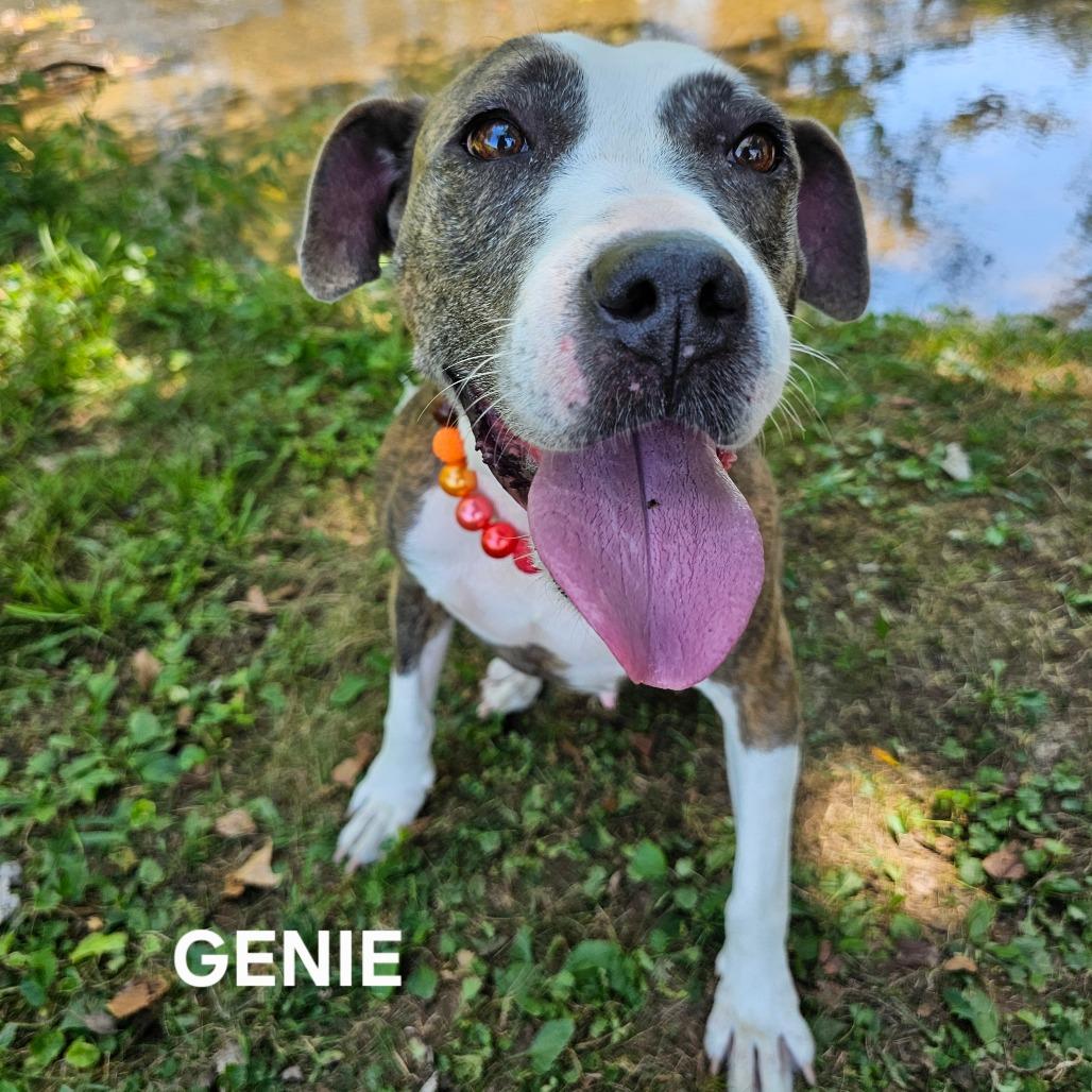 Enlarge Genie, a Adoptable mixed breed in Madisonville, TN image 3/6