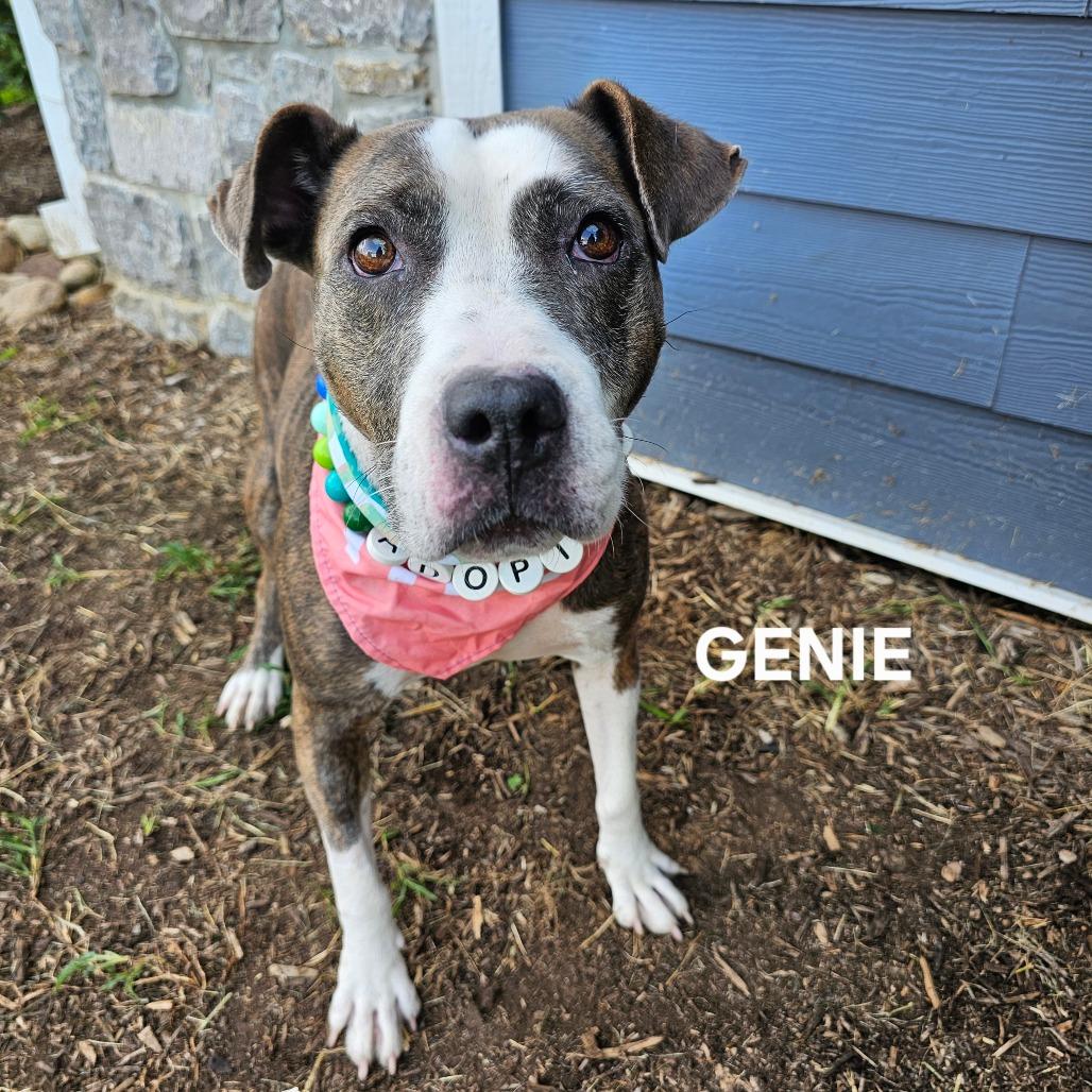 Enlarge Genie, a Adoptable mixed breed in Madisonville, TN image 4/6