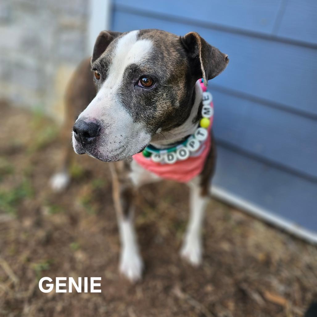 Enlarge Genie, a Adoptable mixed breed in Madisonville, TN image 5/6
