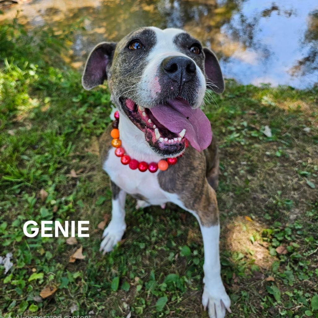 Enlarge Genie, a Adoptable mixed breed in Madisonville, TN image 6/6