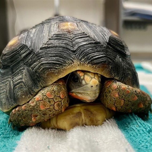 Lizzie, adopted, Adult Female Red Foot.