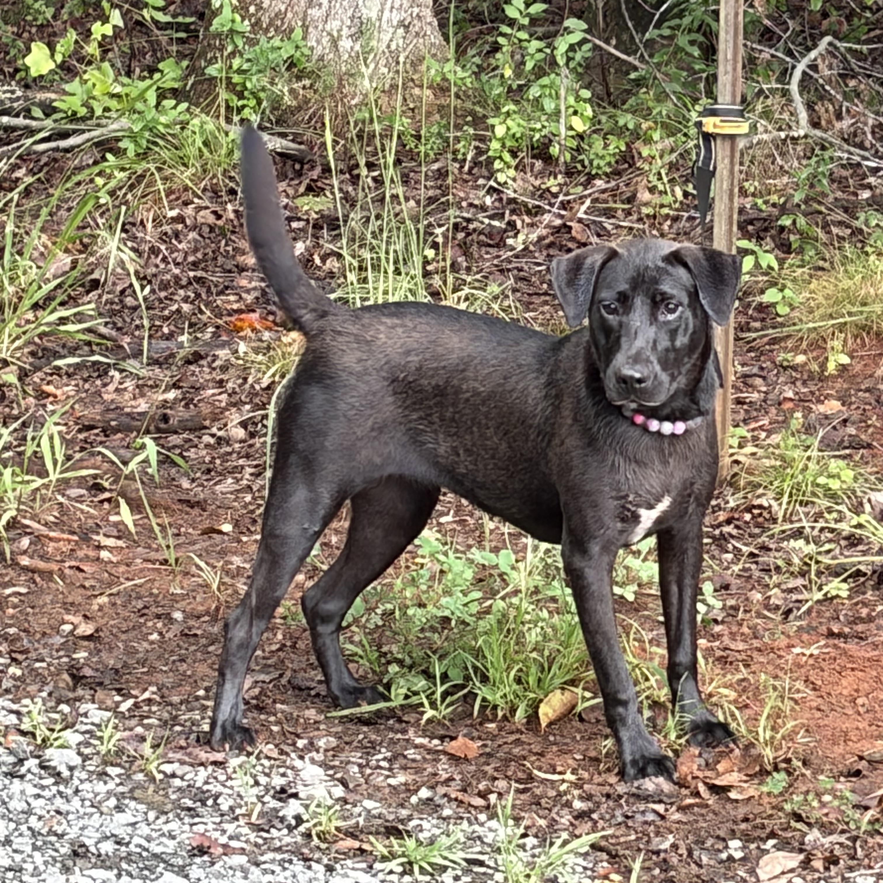 Ember, Adoptable, Young Female Labrador Retriever.