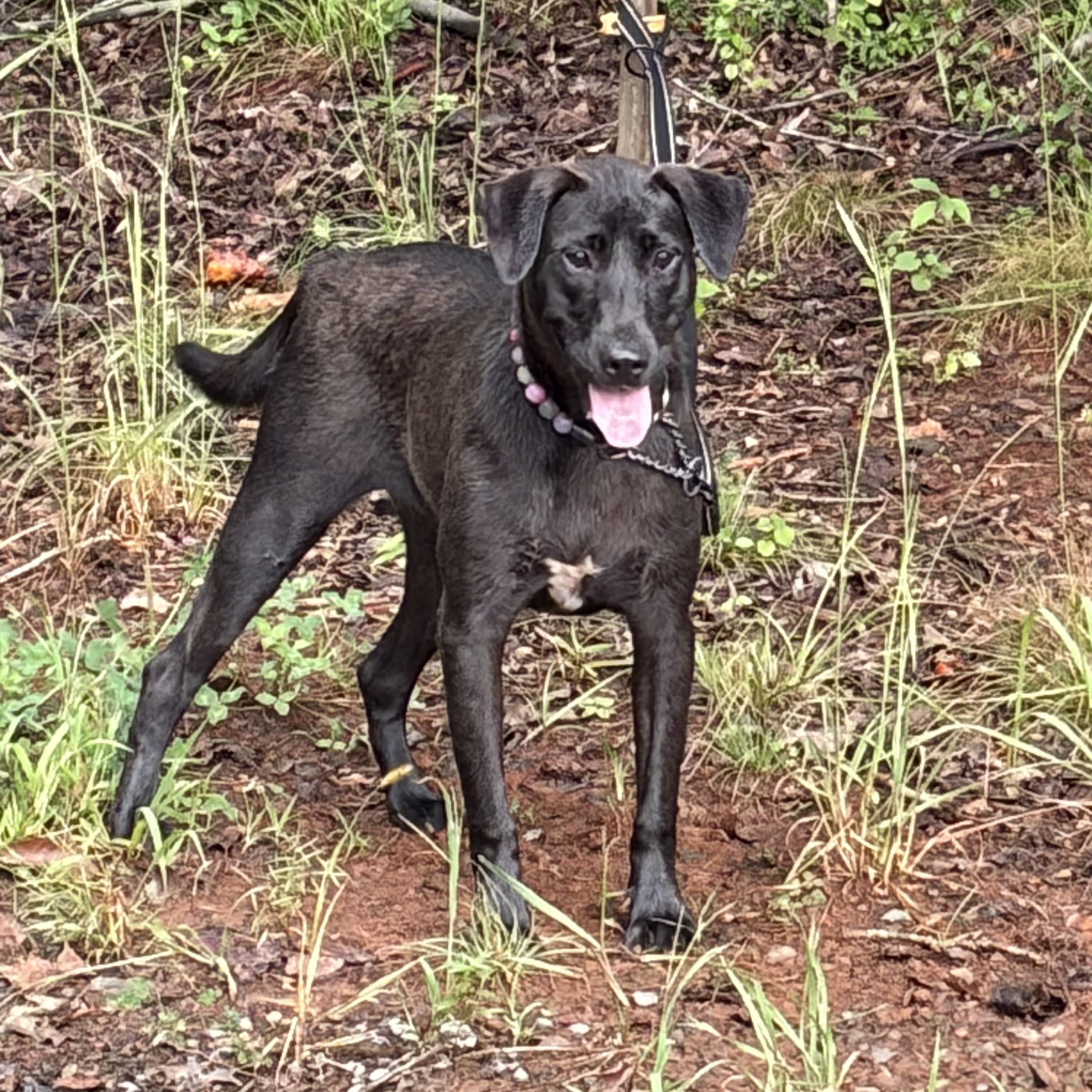 Enlarge Ember, a Adoptable Labrador Retriever in Warrenton, VA image 3/4