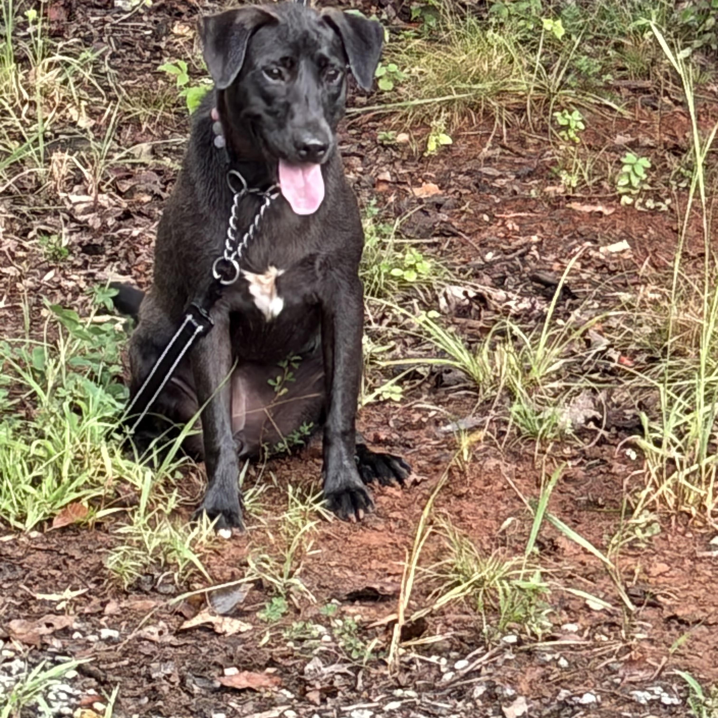 Enlarge Ember, a Adoptable Labrador Retriever in Warrenton, VA image 2/4