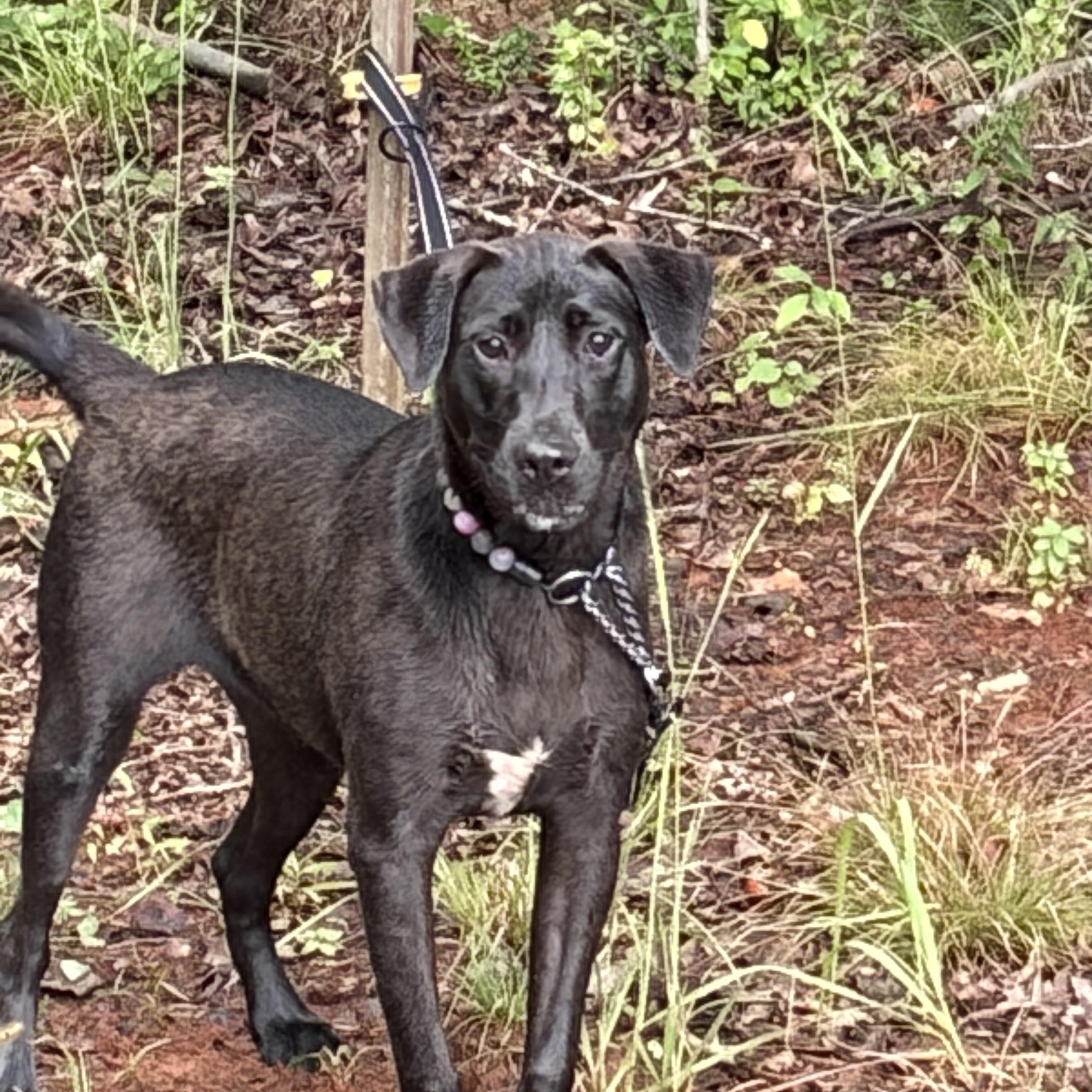 Enlarge Ember, a Adoptable Labrador Retriever in Warrenton, VA image 4/4