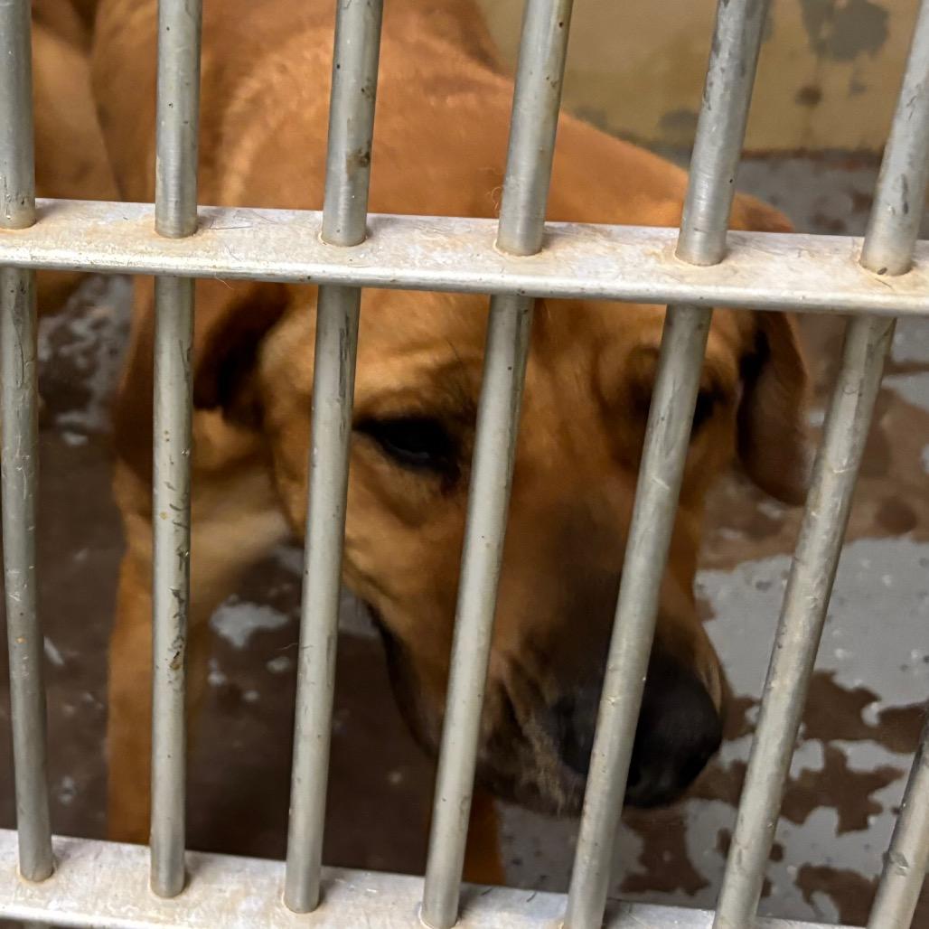 Enlarge (CCSO) Lucy, a Adoptable Retriever in Douglas, AZ image 1/4