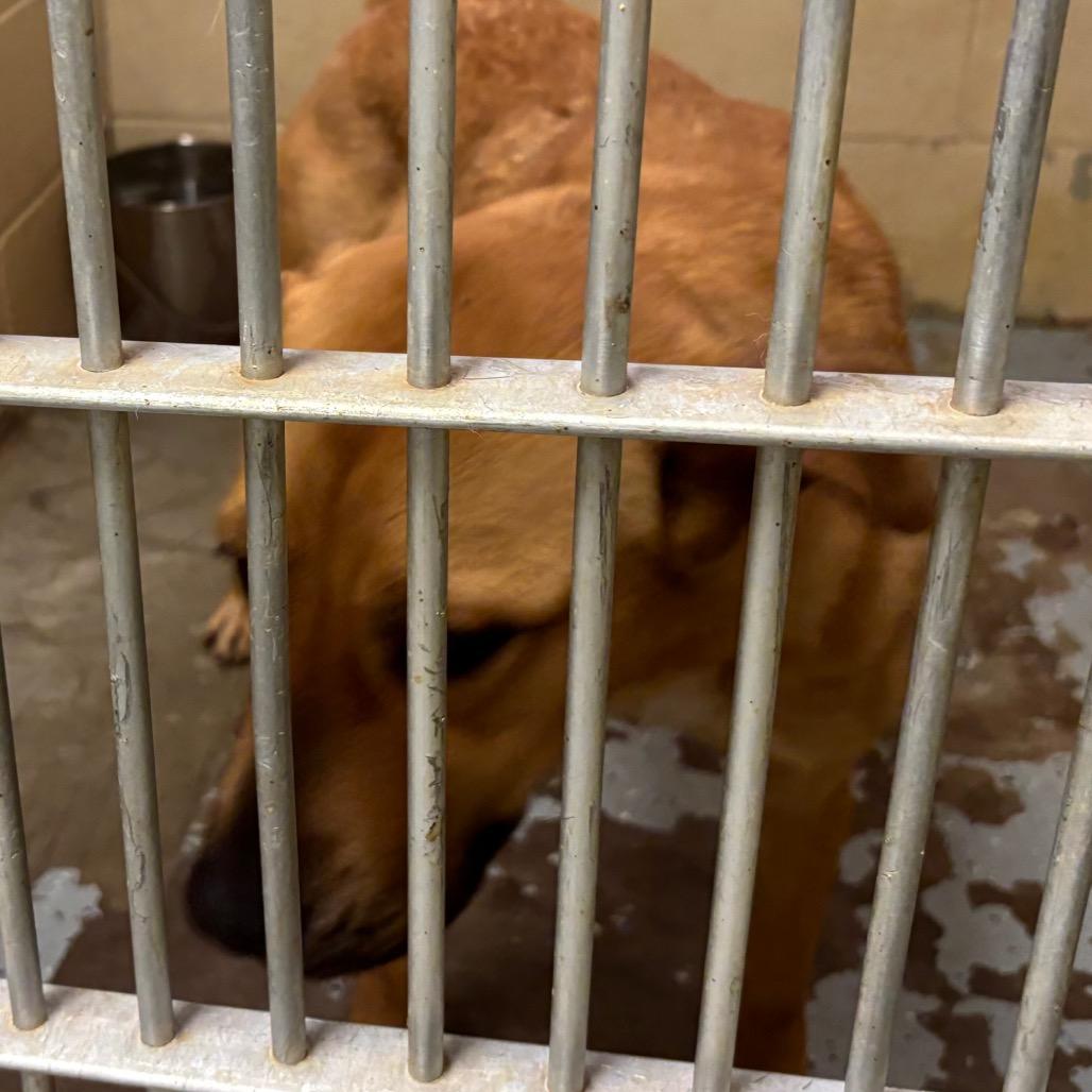 Enlarge (CCSO) Lucy, a Adoptable Retriever in Douglas, AZ image 2/4